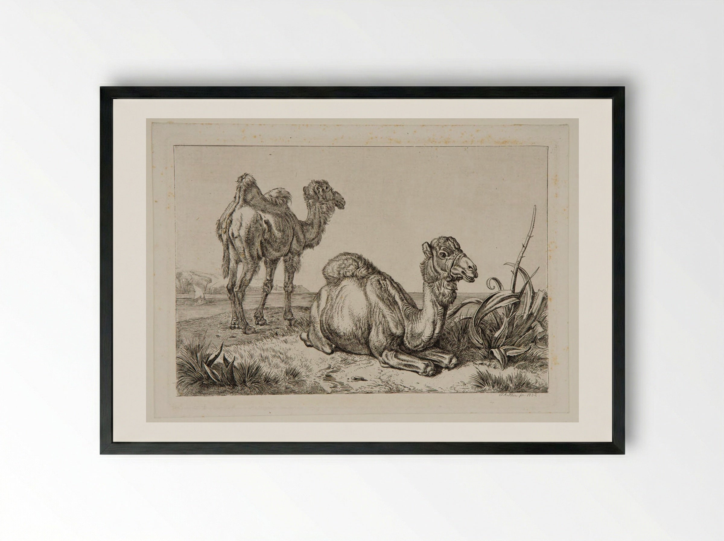 Camels - Johann Adam Klein - Framed Print Black