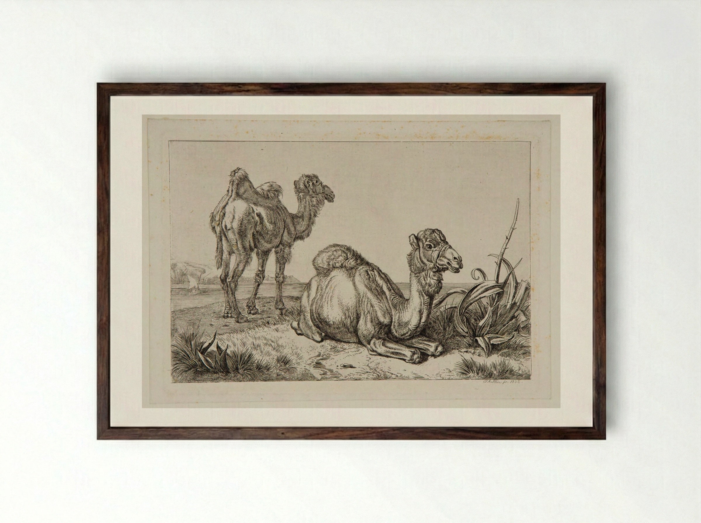 Camels - Johann Adam Klein - Framed Print Dark Wood