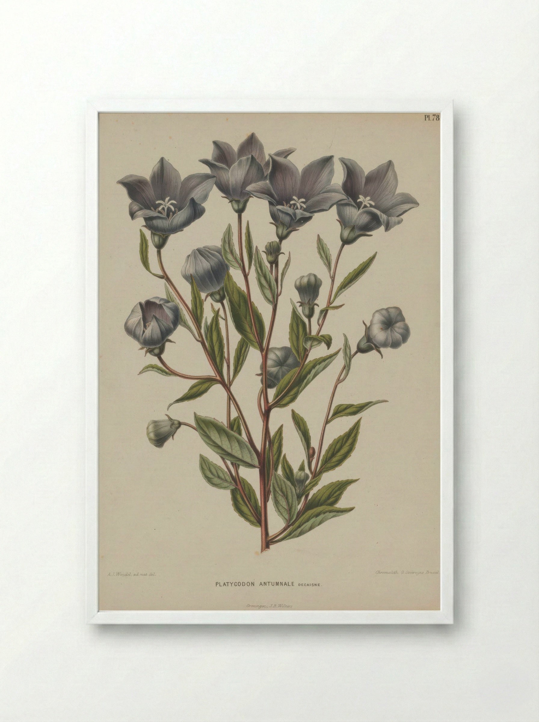 Campanula Grandiflora Jacq. - A. J. Wendel - Framed Print White