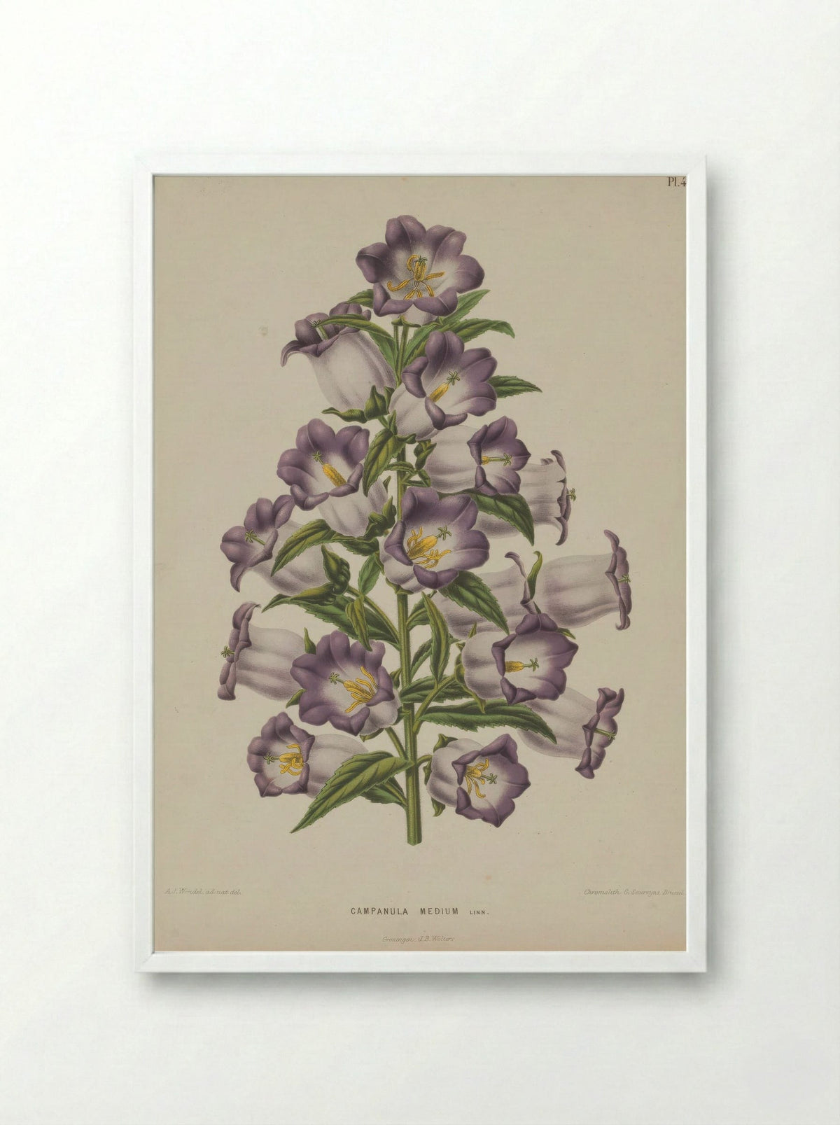 Campanula Medium L. - A. J. Wendel - Framed Print White