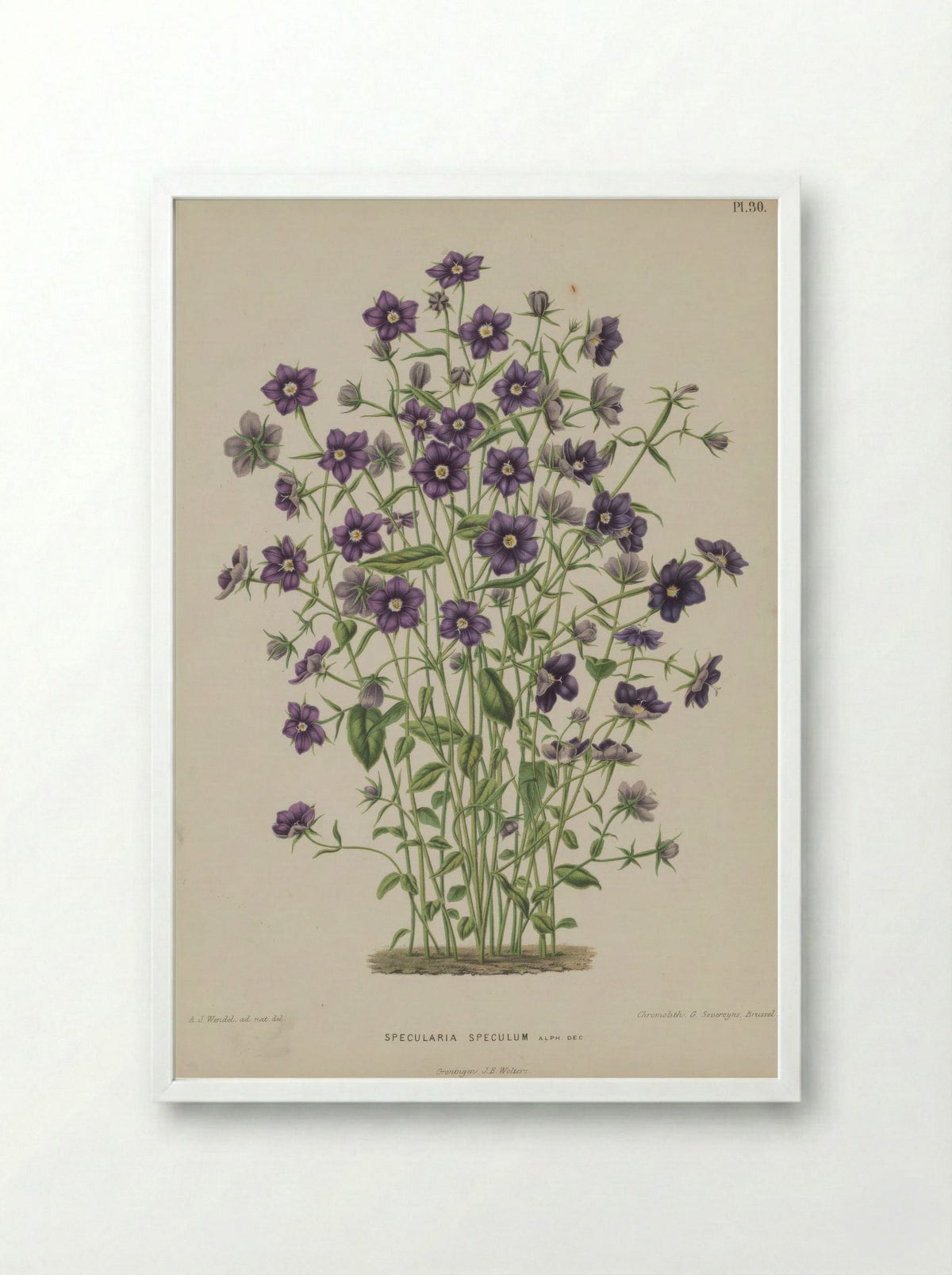Campanula Speculum Veneris L. - A. J. Wendel - Framed Print White