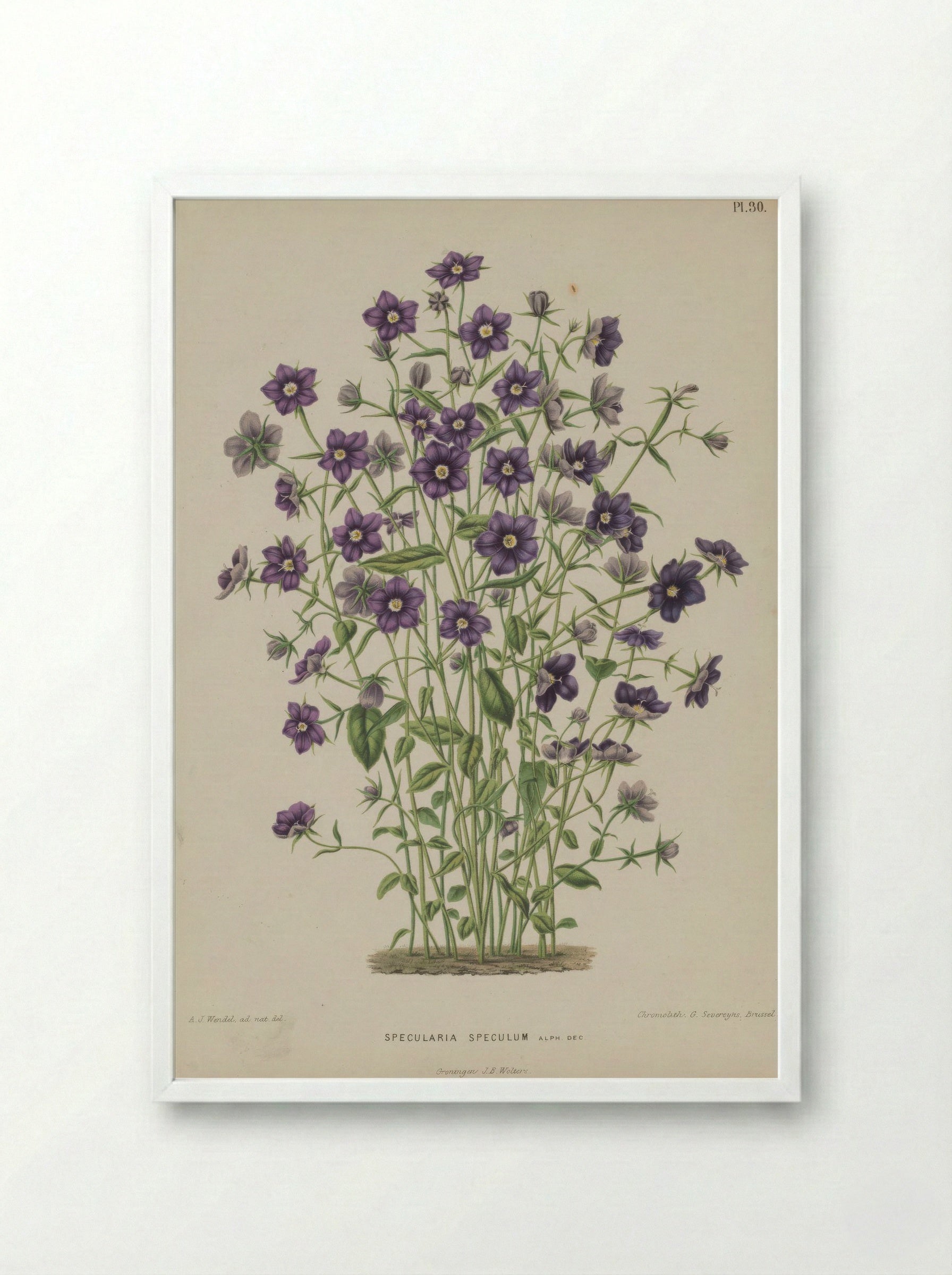Campanula Speculum Veneris L. - A. J. Wendel - Framed Print White