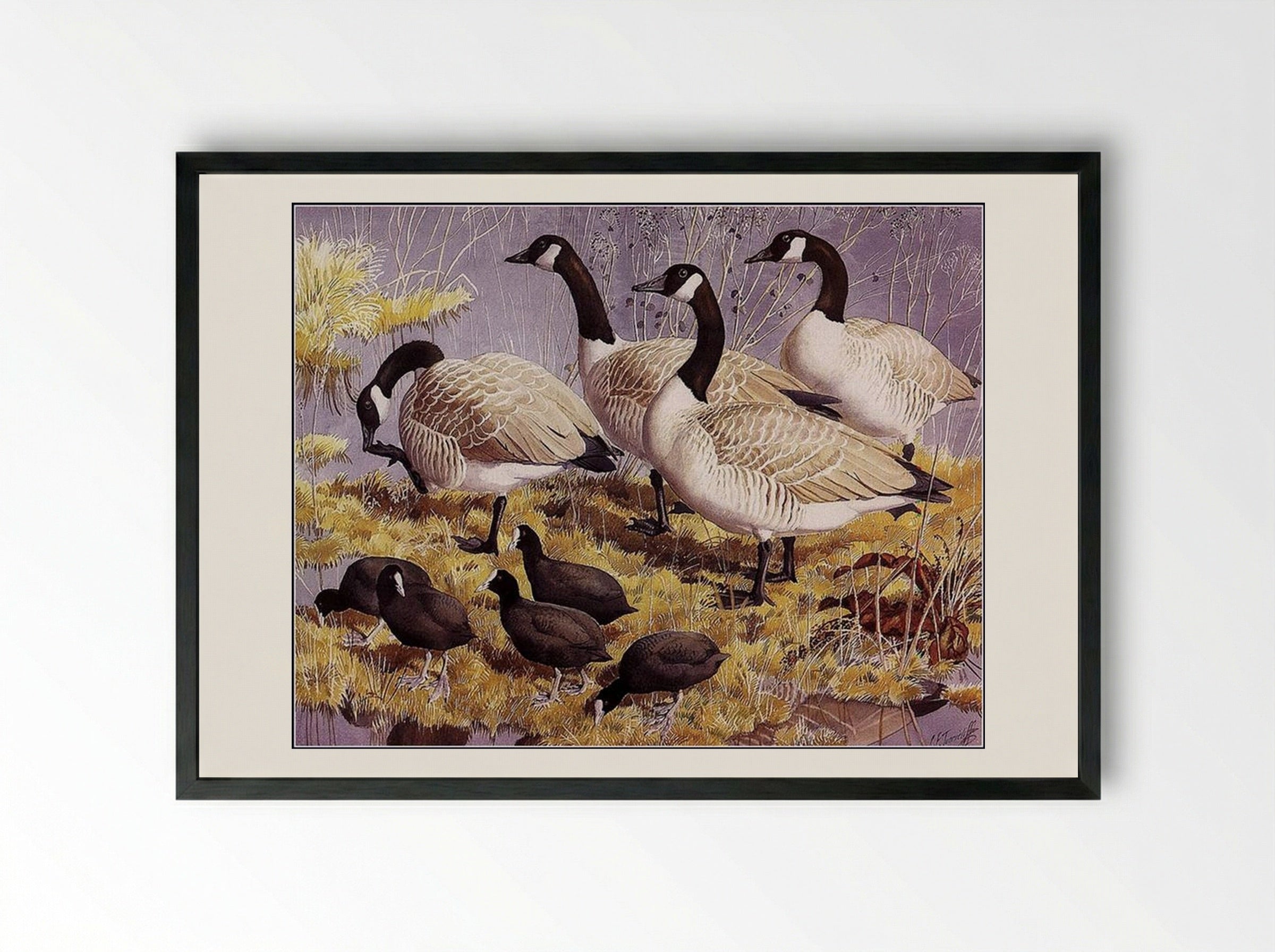 Canadas and Coots - Charles Tunnicliffe - Framed Print Black