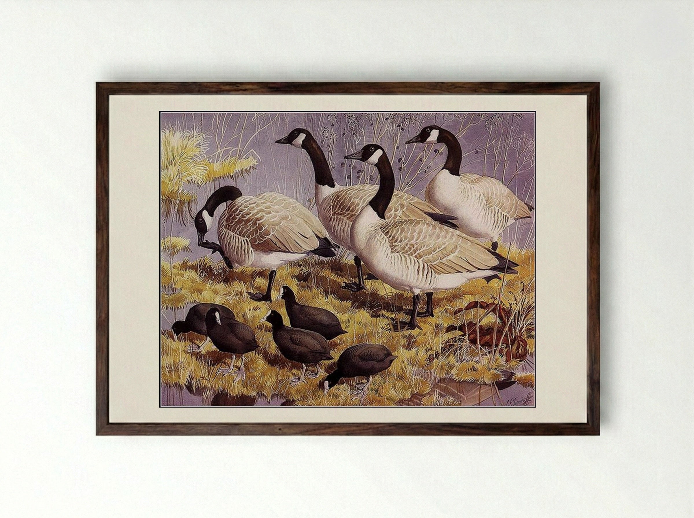 Canadas and Coots - Charles Tunnicliffe - Framed Print Dark Wood