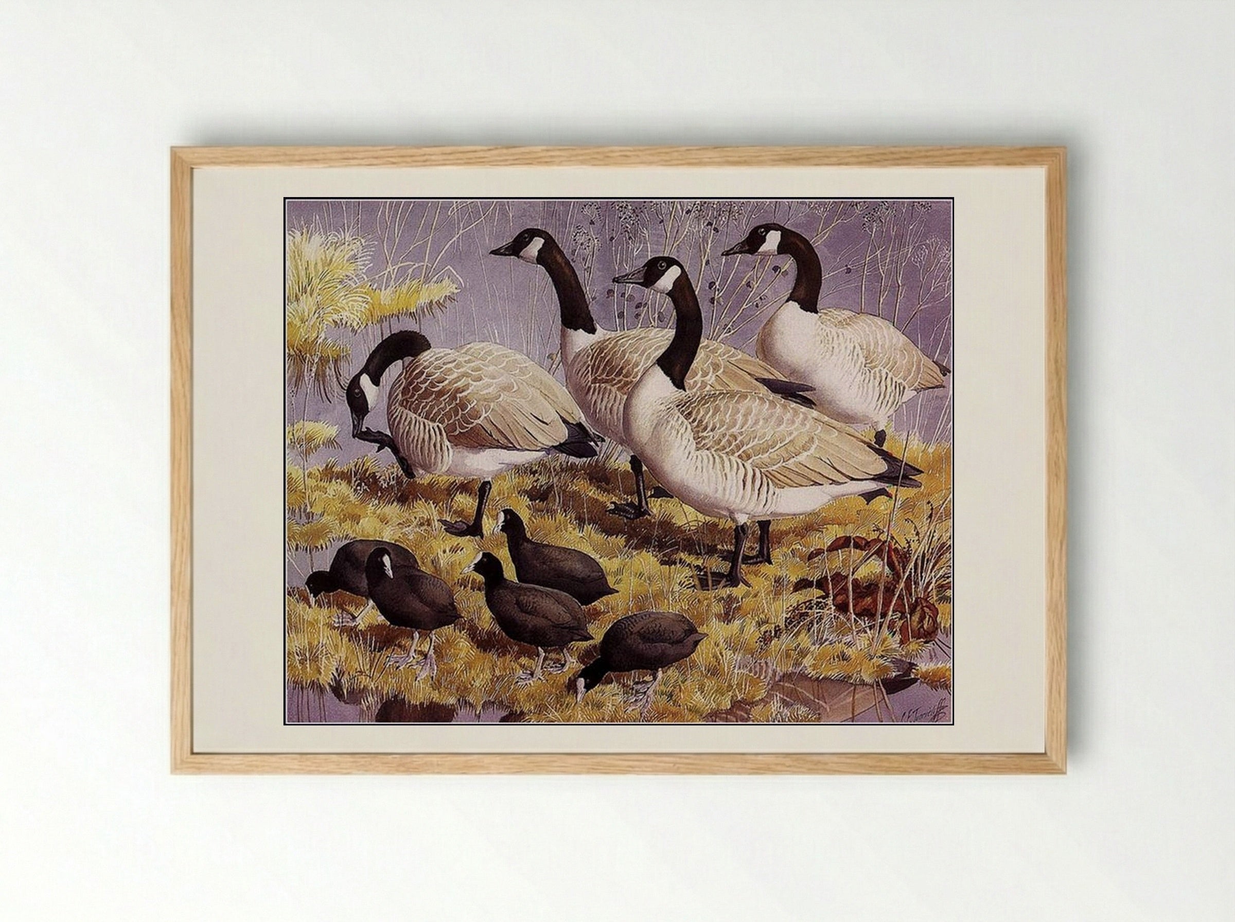 Canadas and Coots - Charles Tunnicliffe - Framed Print Wood