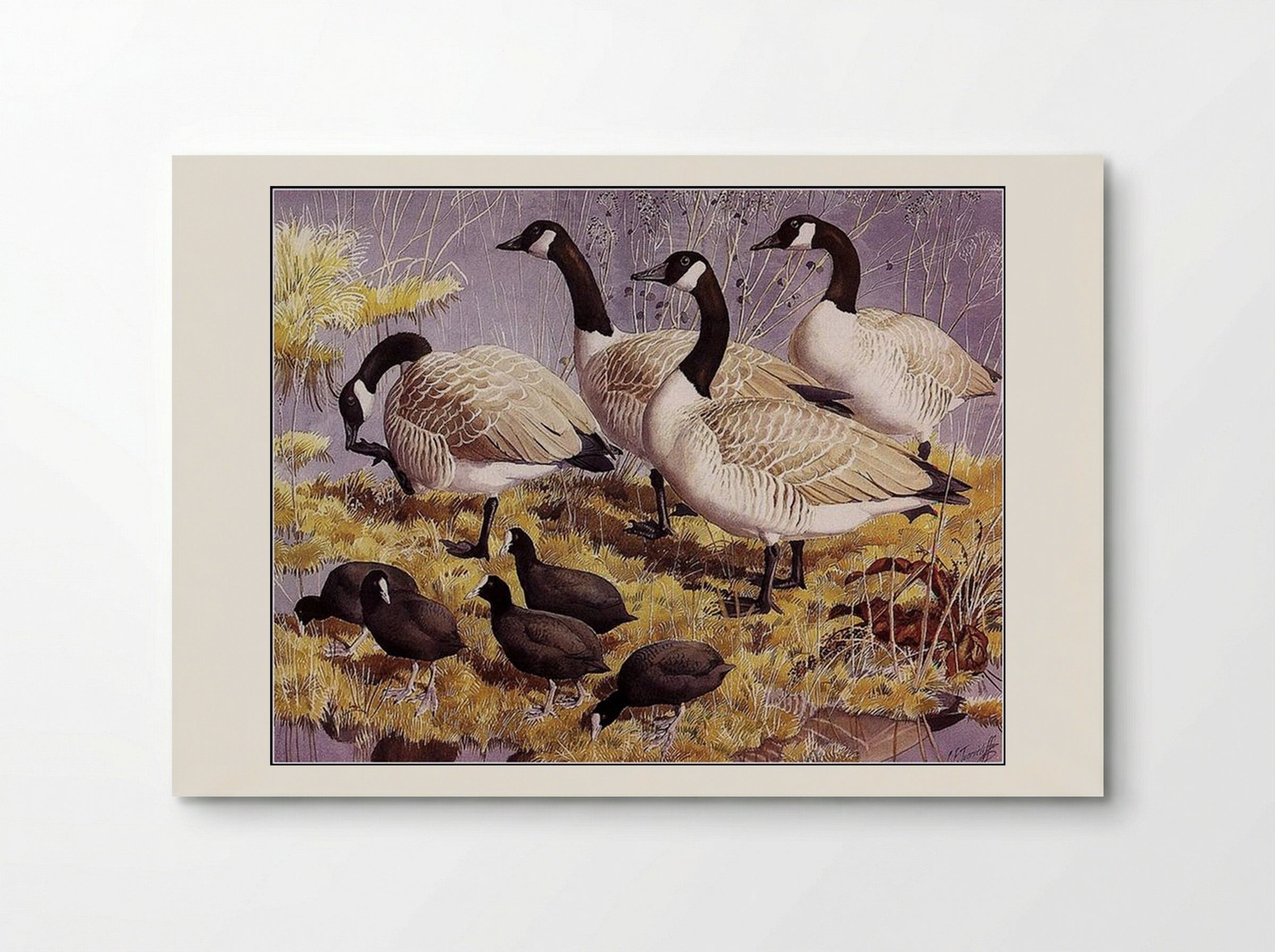 Canadas and Coots - Charles Tunnicliffe - Poster