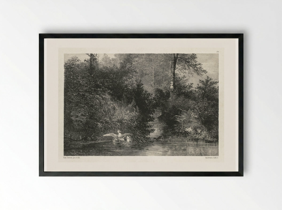 Canards (Ducks) - Karl Bodmer - Framed Print Black