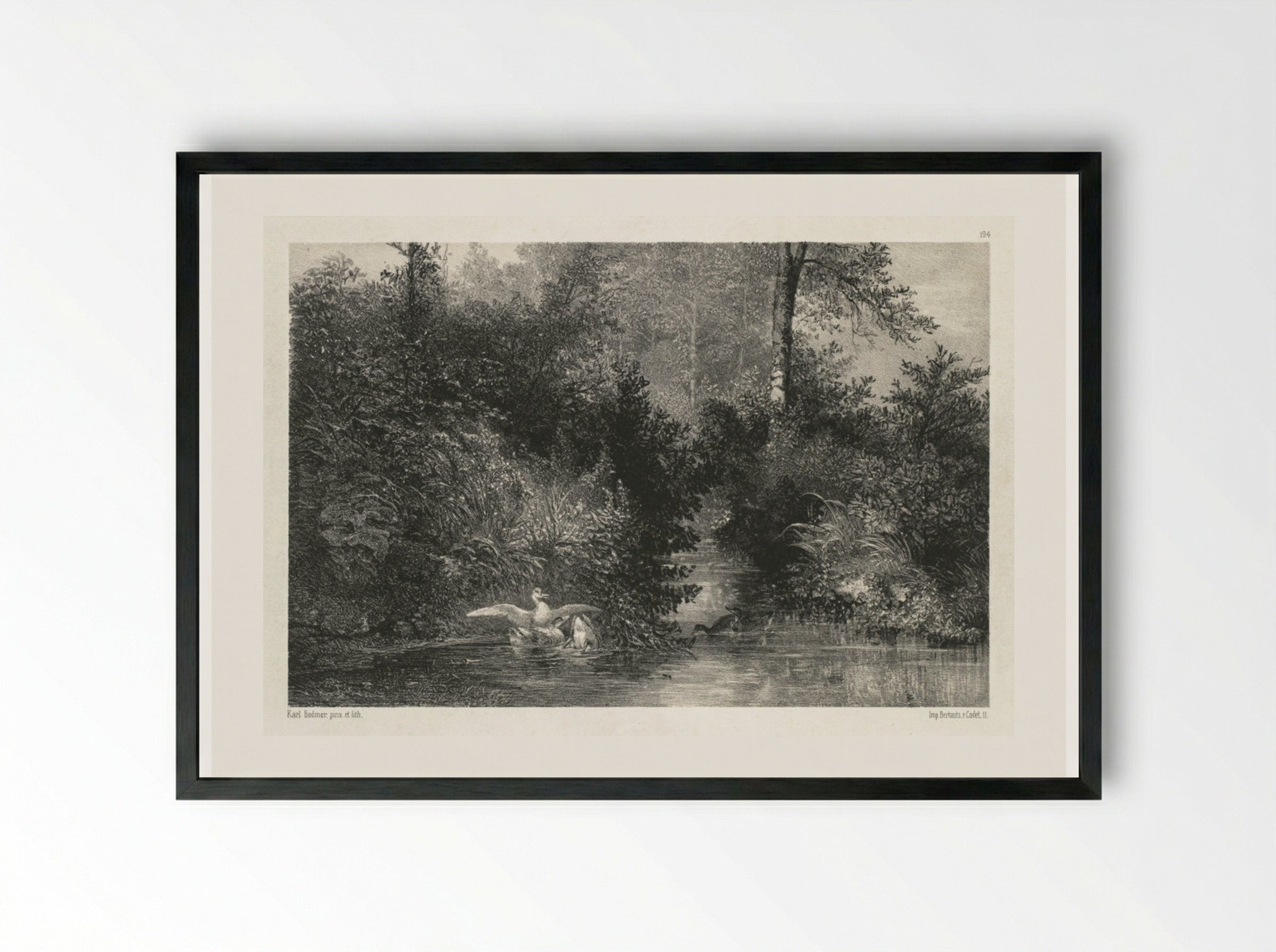 Canards (Ducks) - Karl Bodmer - Framed Print Black