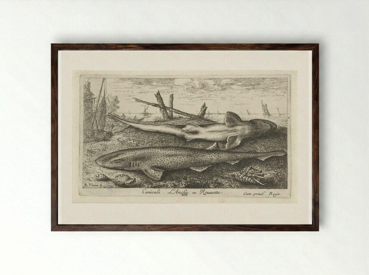 Canicula. L'Anche ou Roussette - Albert Flamen - Framed Print Dark Wood