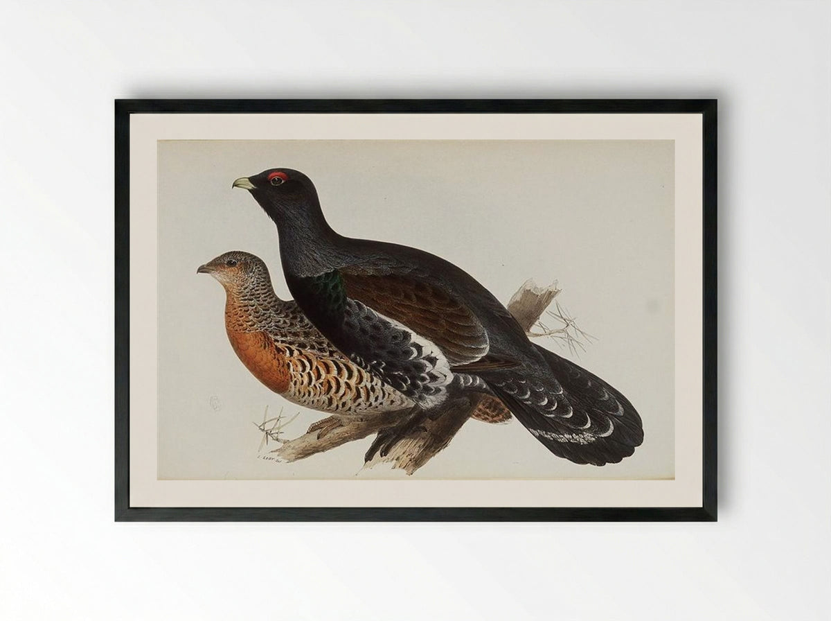 Capercaillie or Cock of the Wood - Edward Lear - Framed Print Black