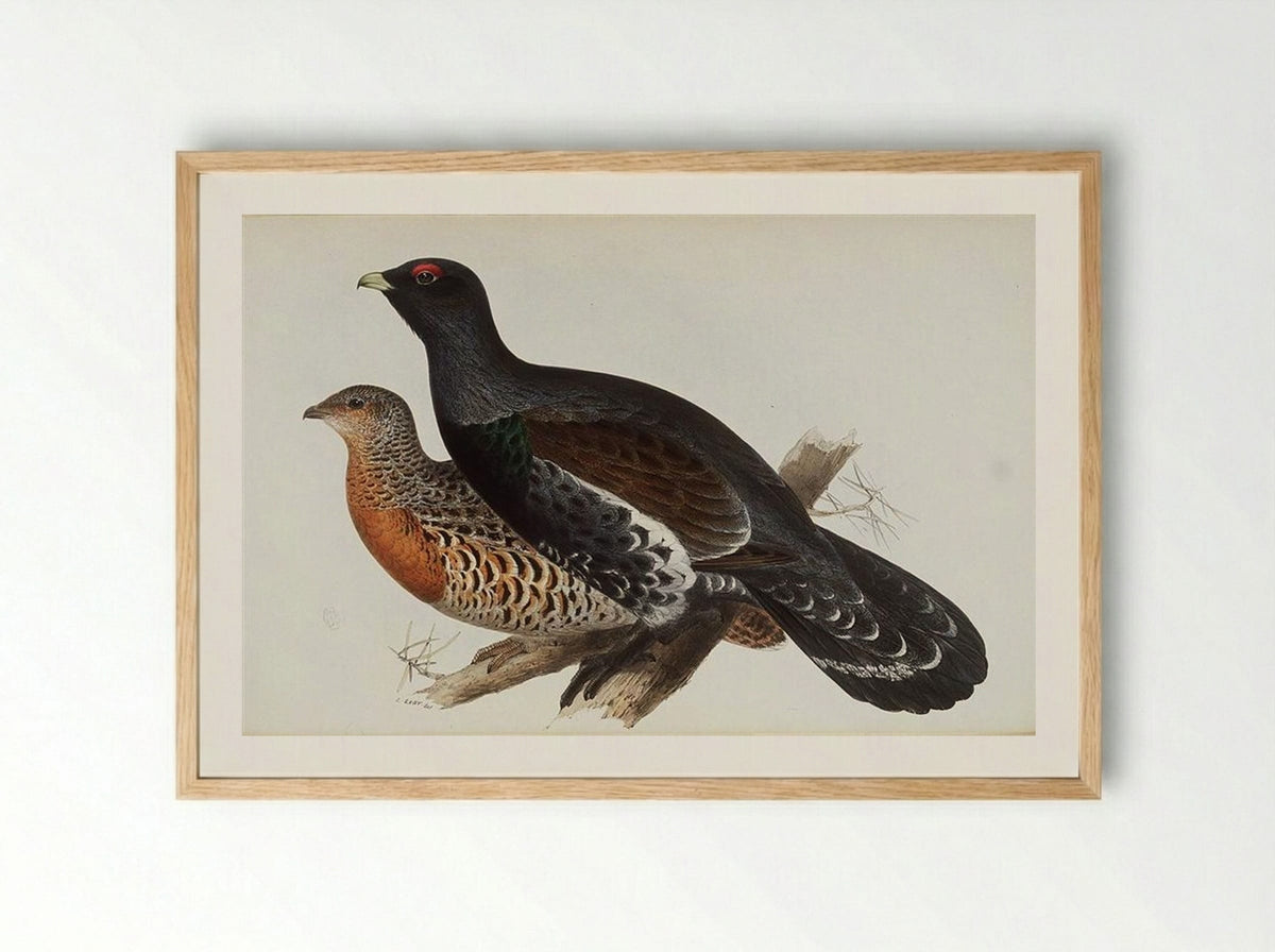 Capercaillie or Cock of the Wood - Edward Lear - Framed Print Wood