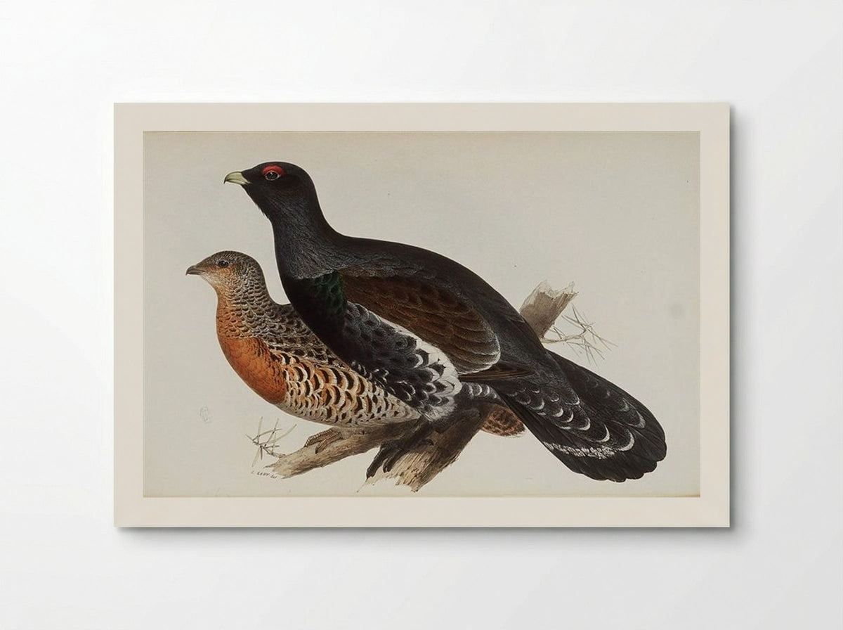 Capercaillie or Cock of the Wood - Edward Lear - Poster