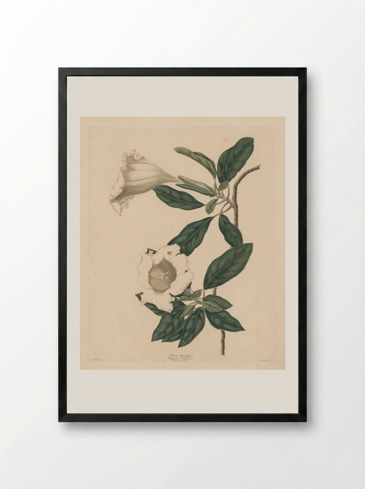 Chalice Vine - Maria Catharina Prestel - Framed Print Black