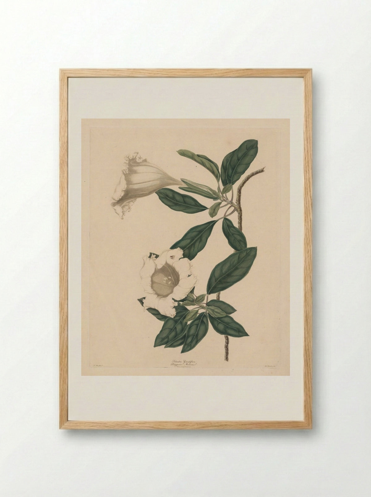 Chalice Vine - Maria Catharina Prestel - Framed Print Wood