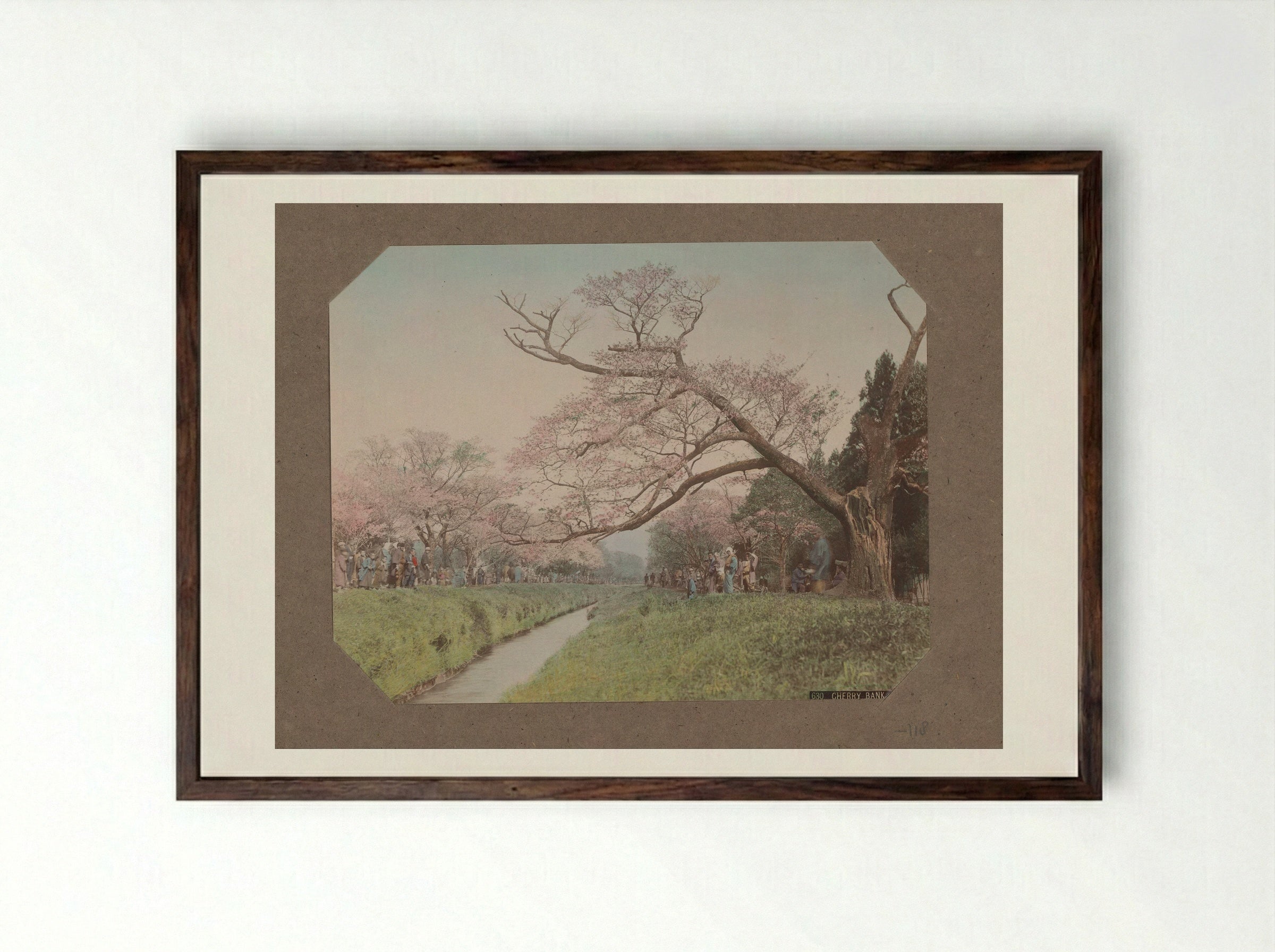 Cherry Bank, Koganei - Kusakabe Kimbei - Framed Print Dark Wood