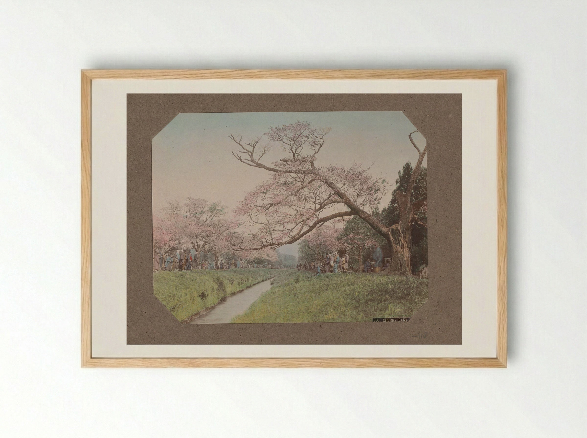 Cherry Bank, Koganei - Kusakabe Kimbei - Framed Print Wood