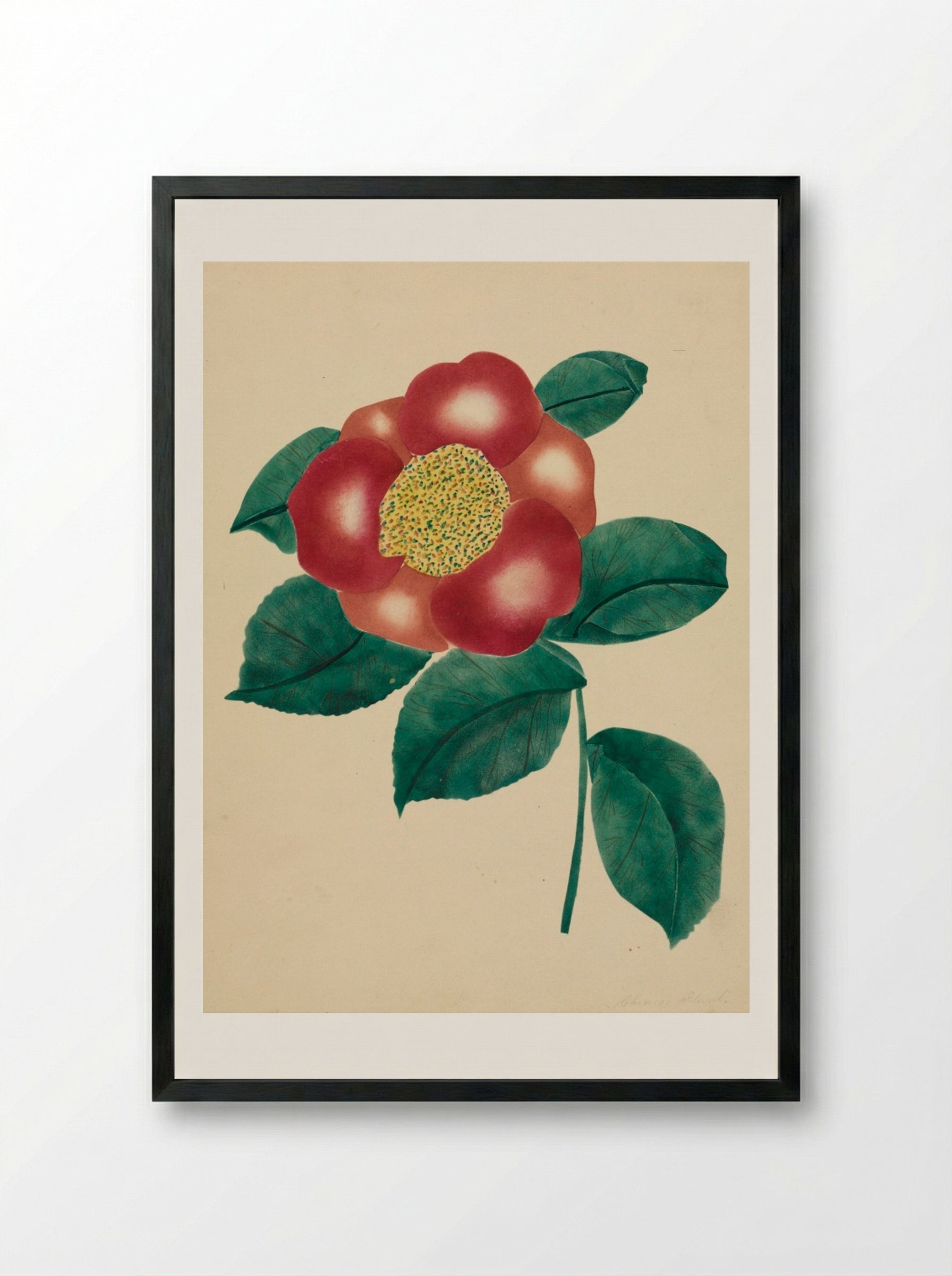 Chinese Flower - Mary Altha Nims - Framed Print Black