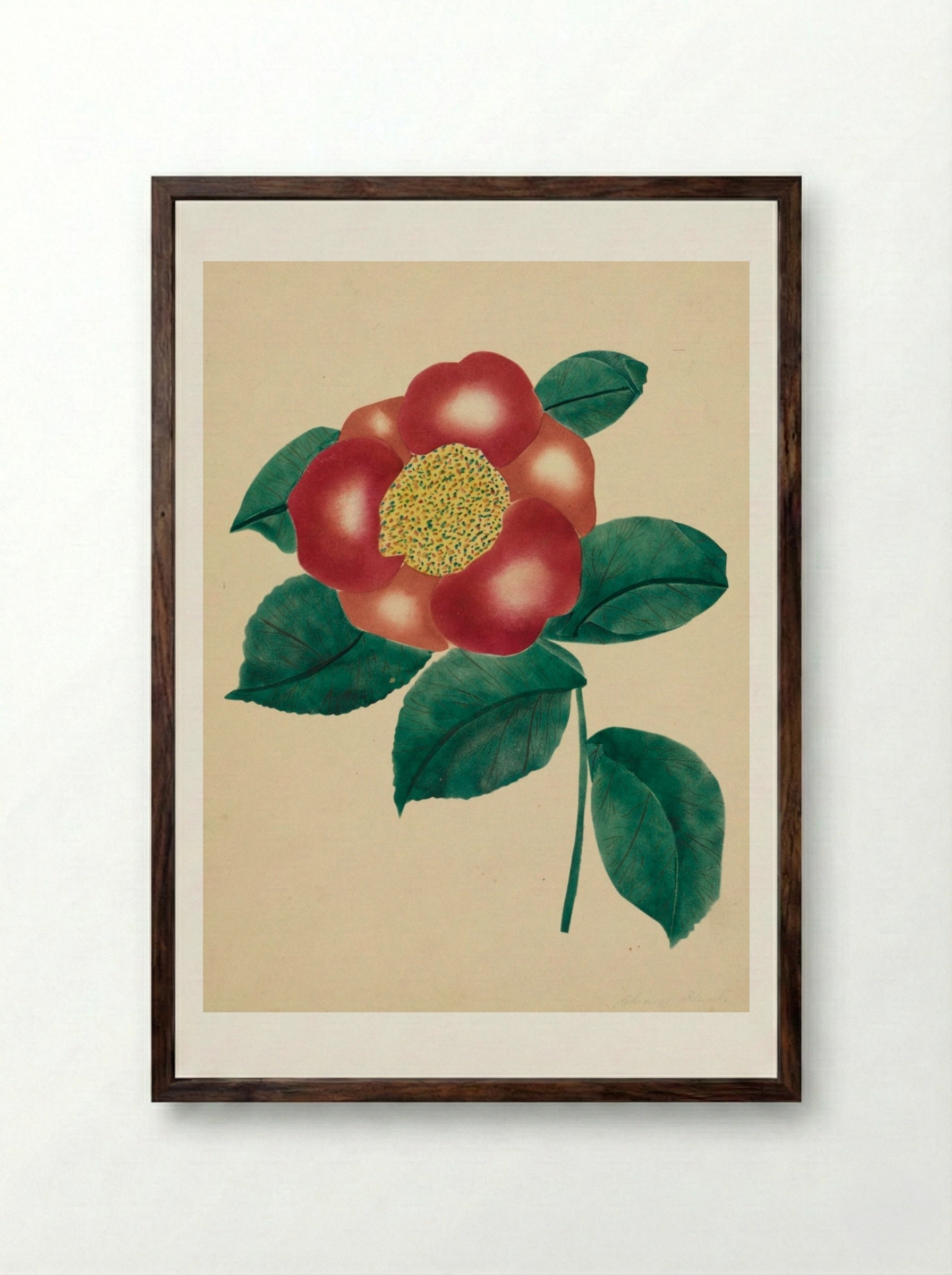 Chinese Flower - Mary Altha Nims - Framed Print Dark Wood