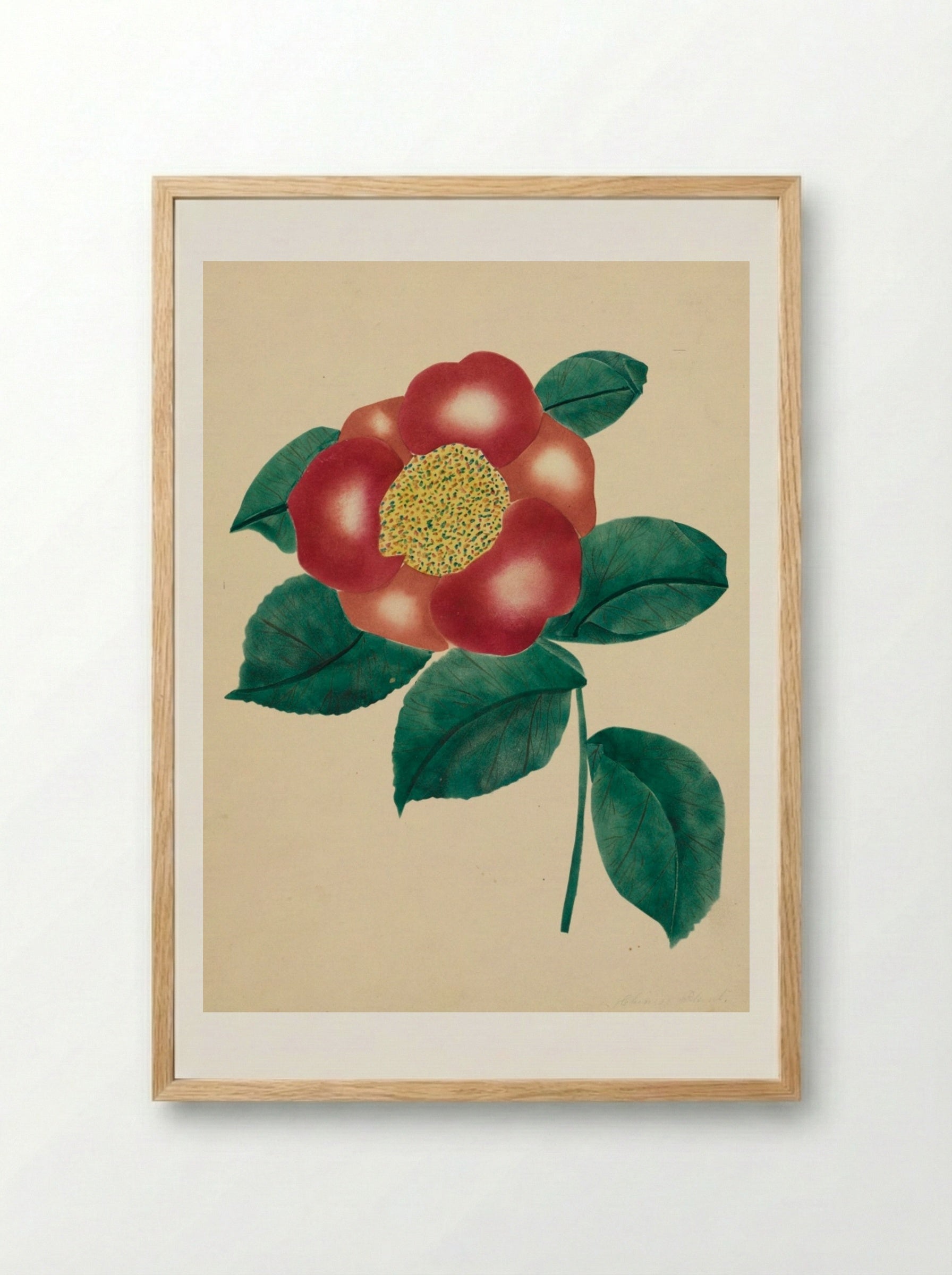 Chinese Flower - Mary Altha Nims - Framed Print Wood