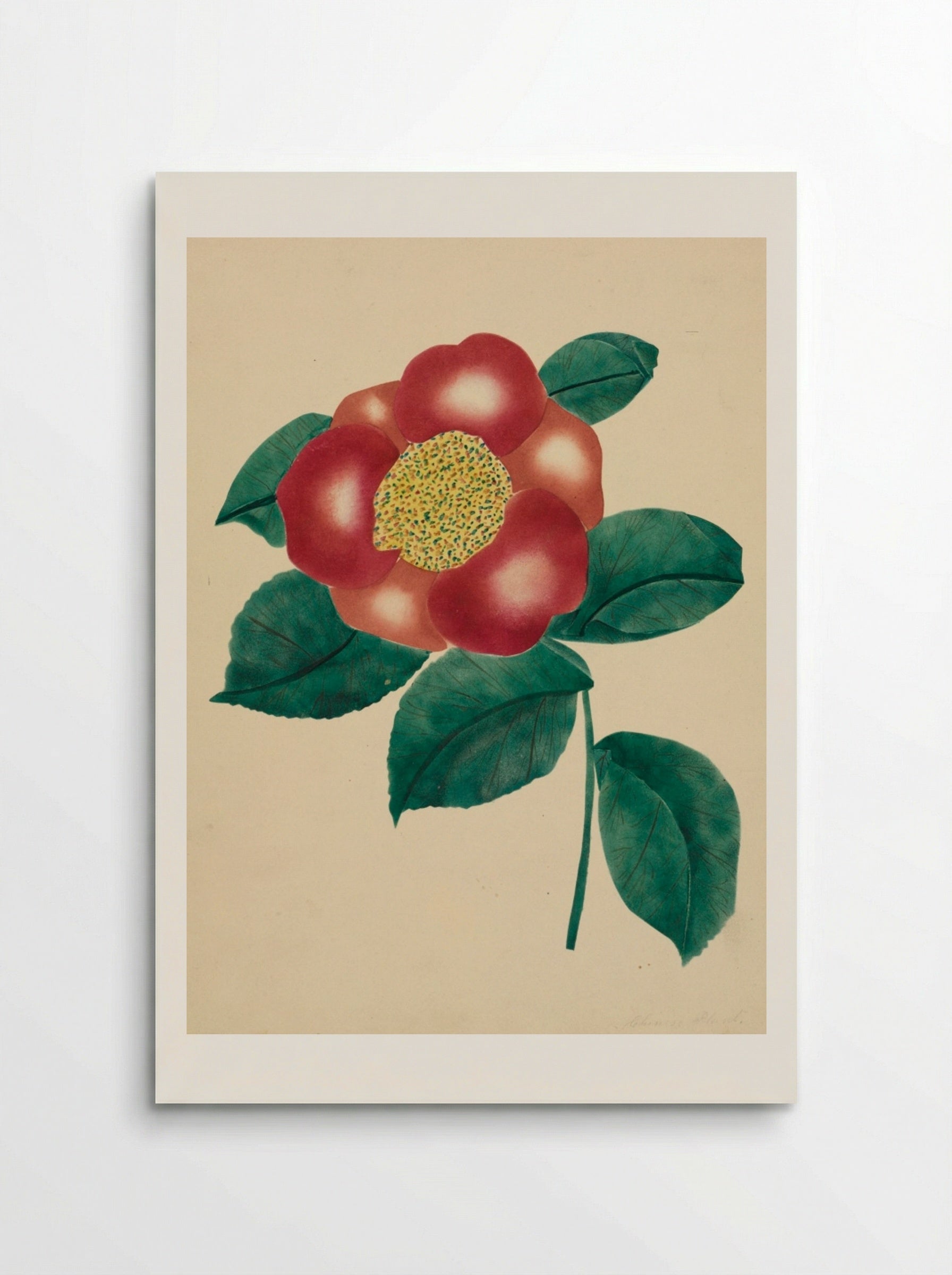 Chinese Flower - Mary Altha Nims - Poster