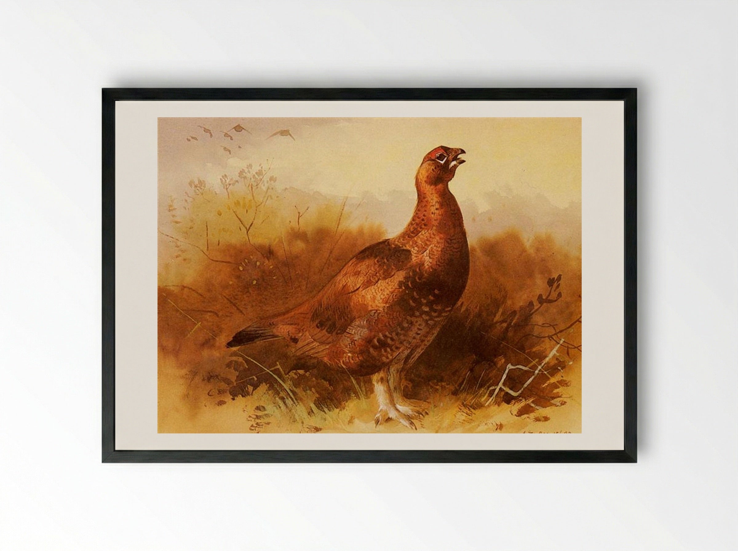 Cock Grouse - Archibald Thorburn - Framed Print Black