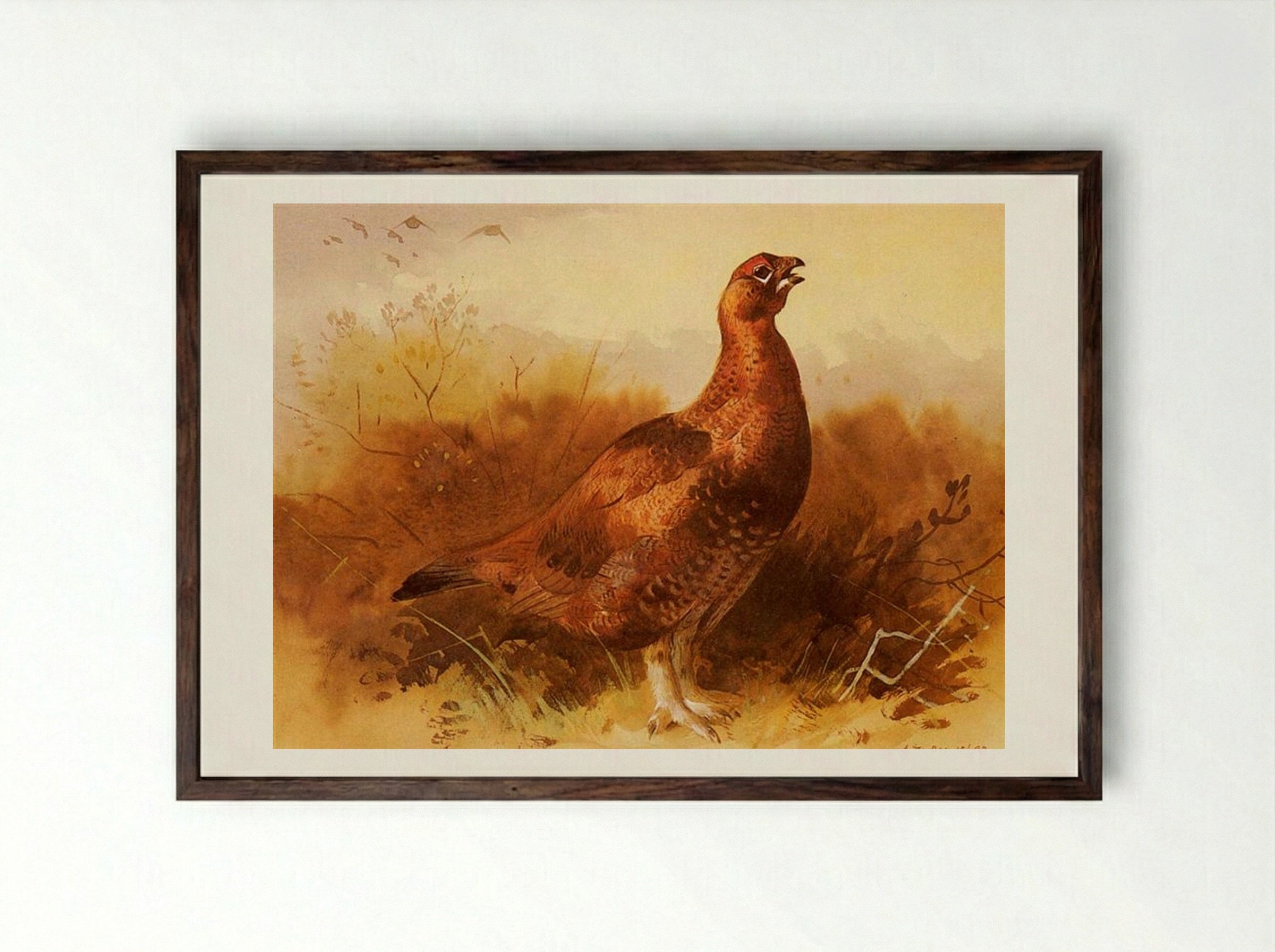 Cock Grouse - Archibald Thorburn - Framed Print Dark Wood