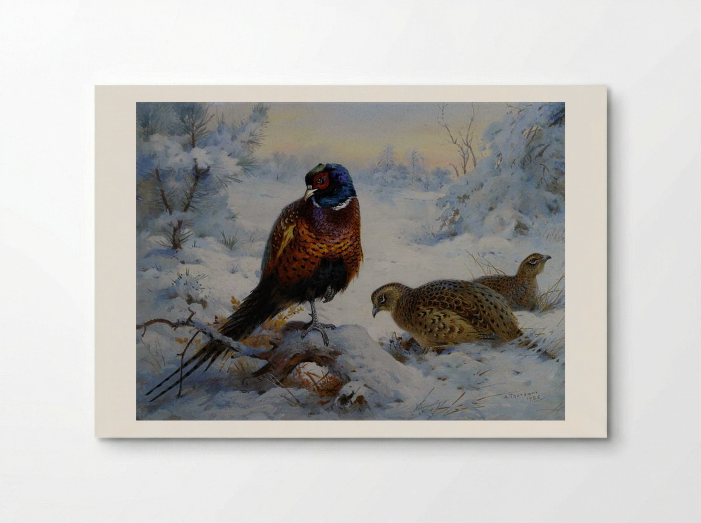 Cock and Hen Pheasant in Winter - Archibald Thorburn - Poster