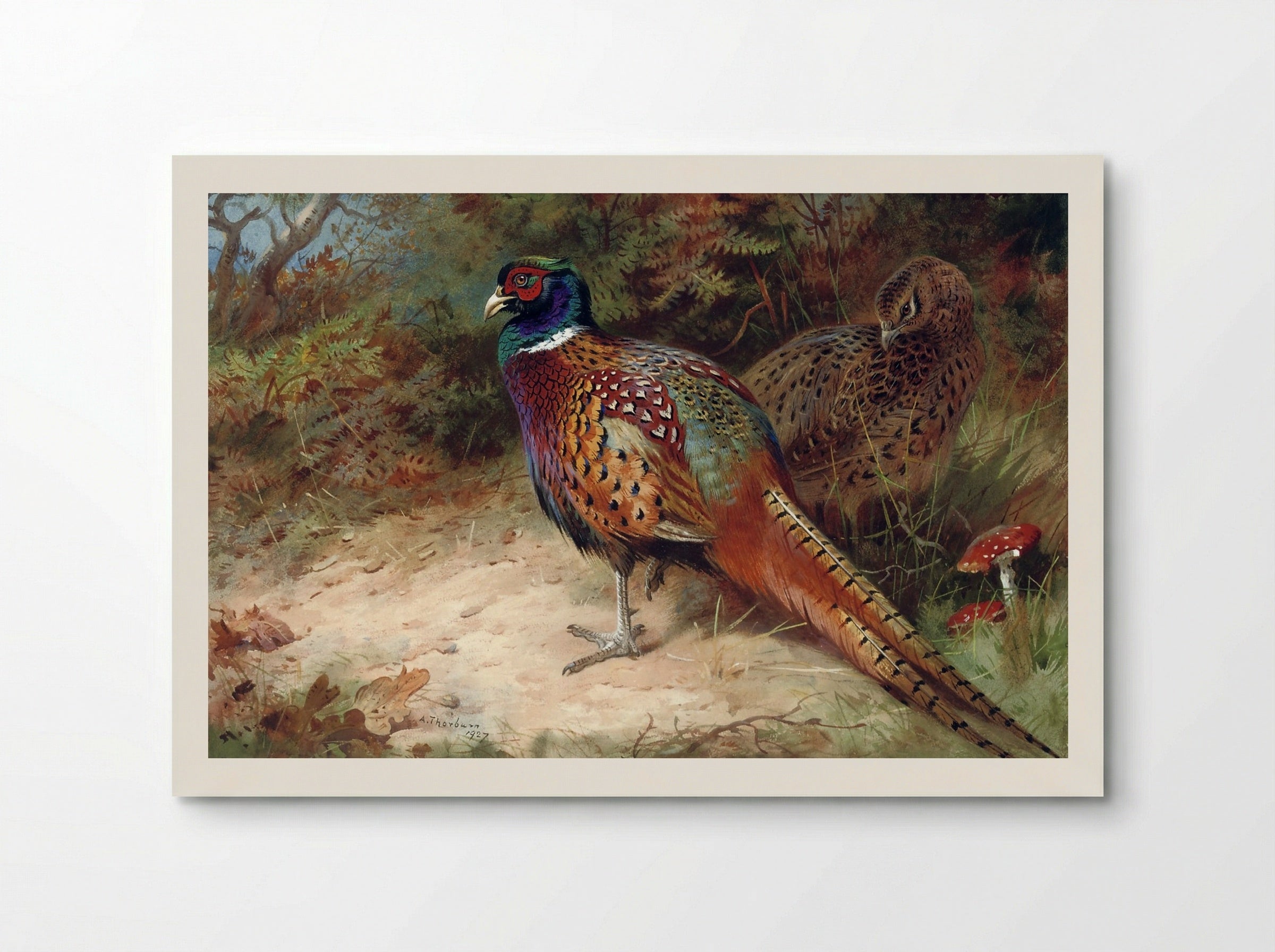 Cock and hen pheasant in the undergrowth - Archibald Thorburn - Poster