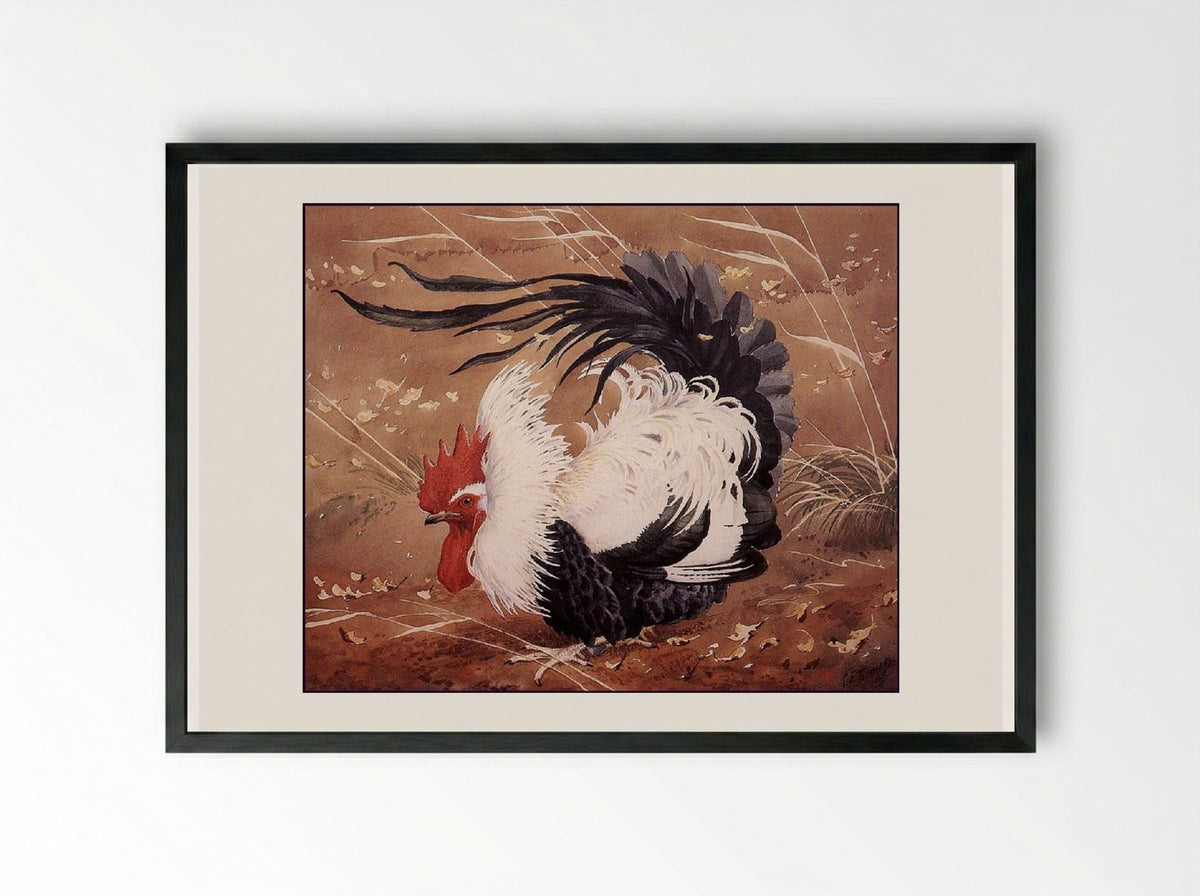Cockerel In The Wind - Charles Tunnicliffe - Framed Print Black