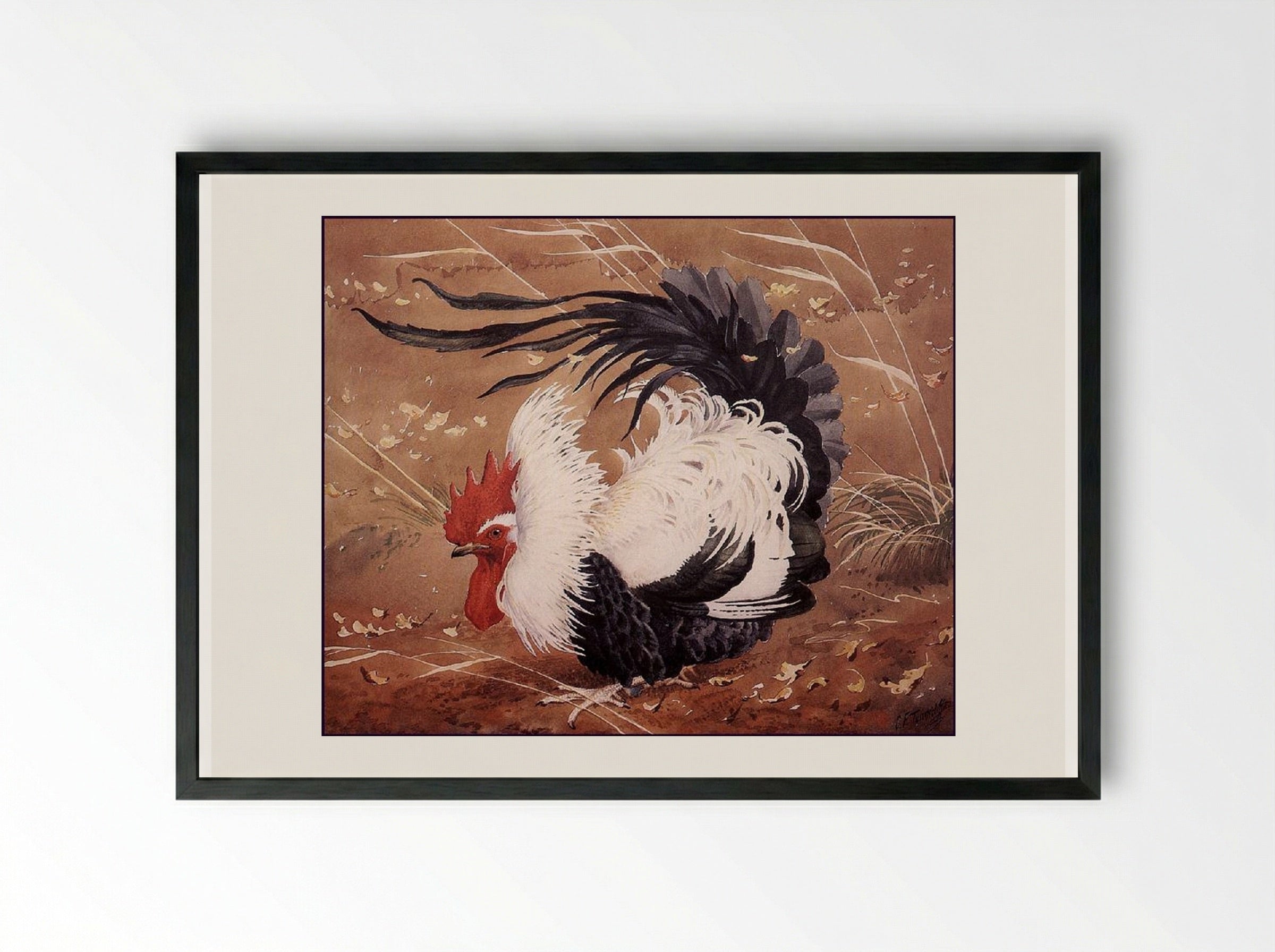 Cockerel In The Wind - Charles Tunnicliffe - Framed Print Black