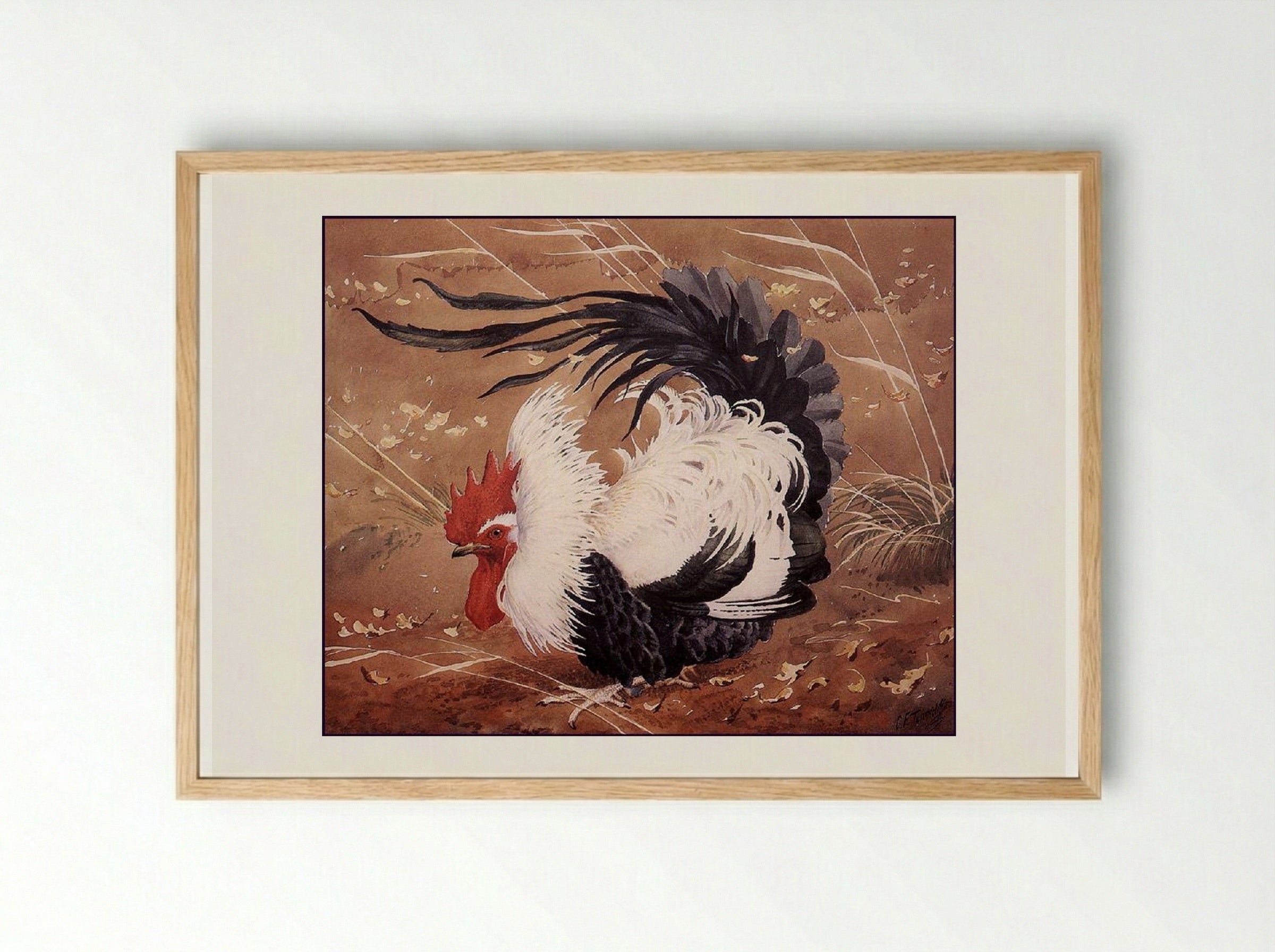 Cockerel In The Wind - Charles Tunnicliffe - Framed Print Wood