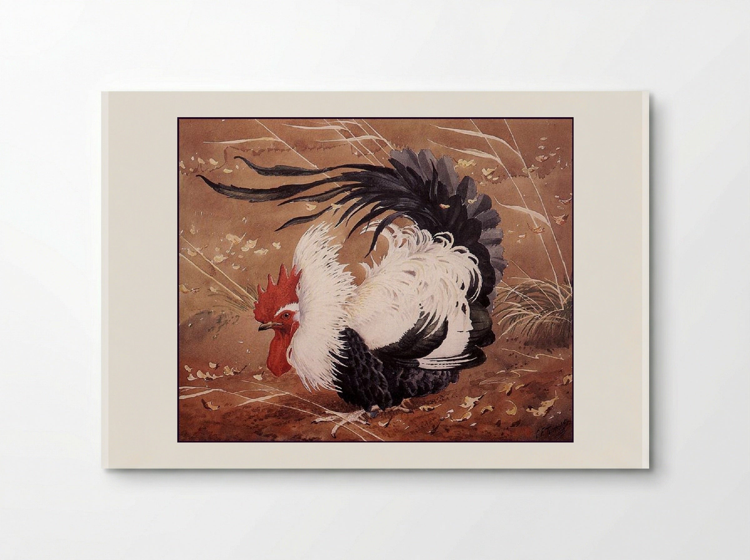 Cockerel In The Wind - Charles Tunnicliffe - Poster