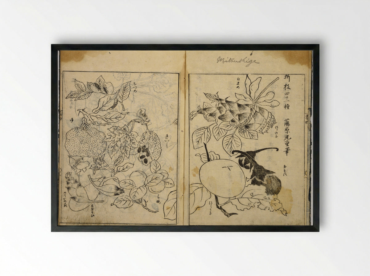 Collection of Pictures (Botanical Studies) - Tosa School - Framed Print Black