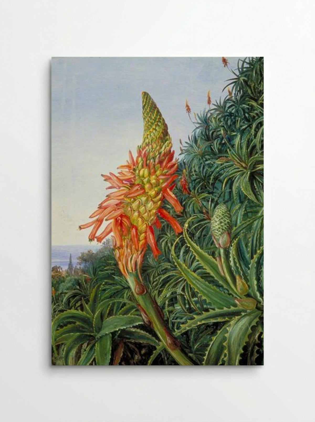 Common Aloe in Flower, Teneriffe - Marianne North - Poster