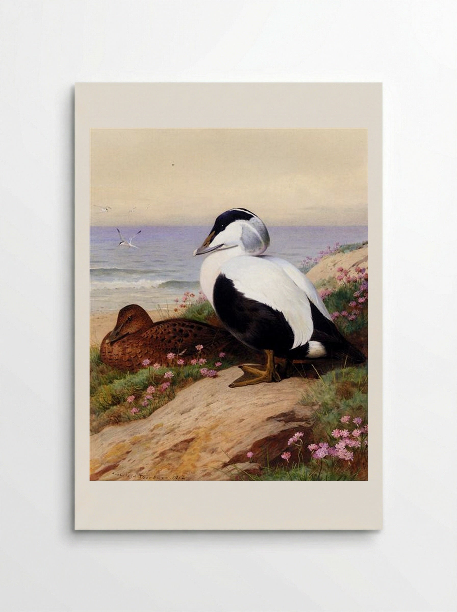Common Eider Ducks - Archibald Thorburn - Poster