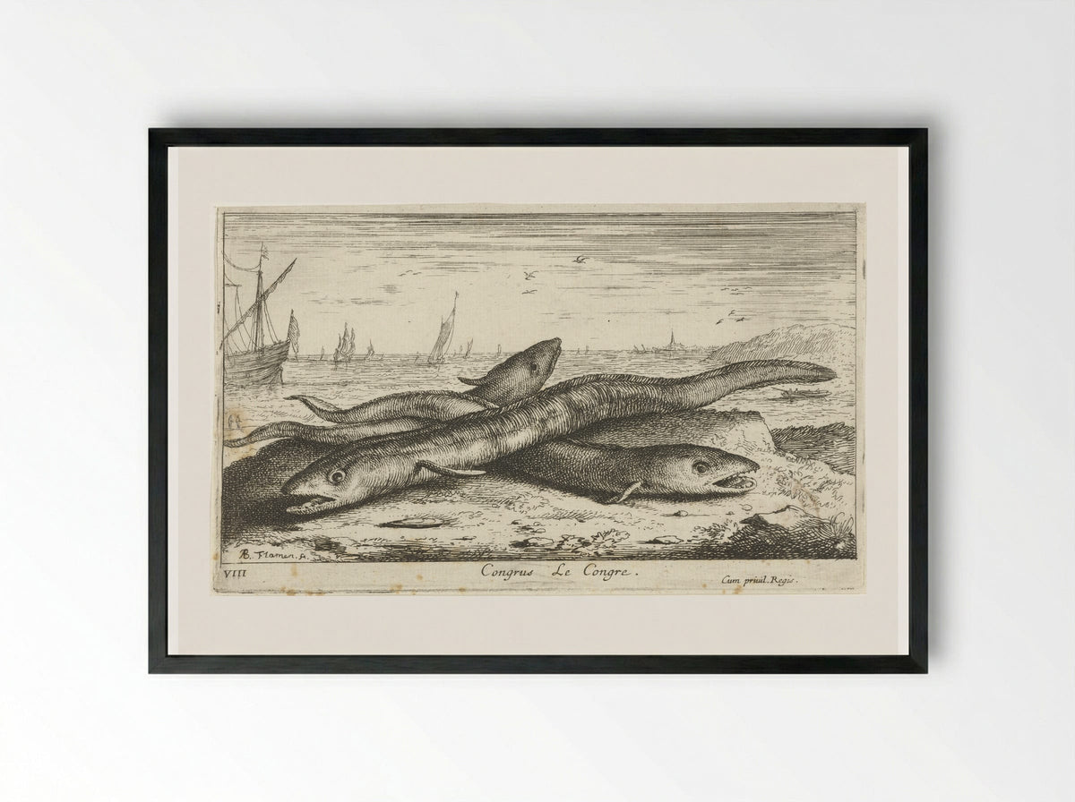 Congrus (Le Congre) - Albert Flamen - Framed Print Black