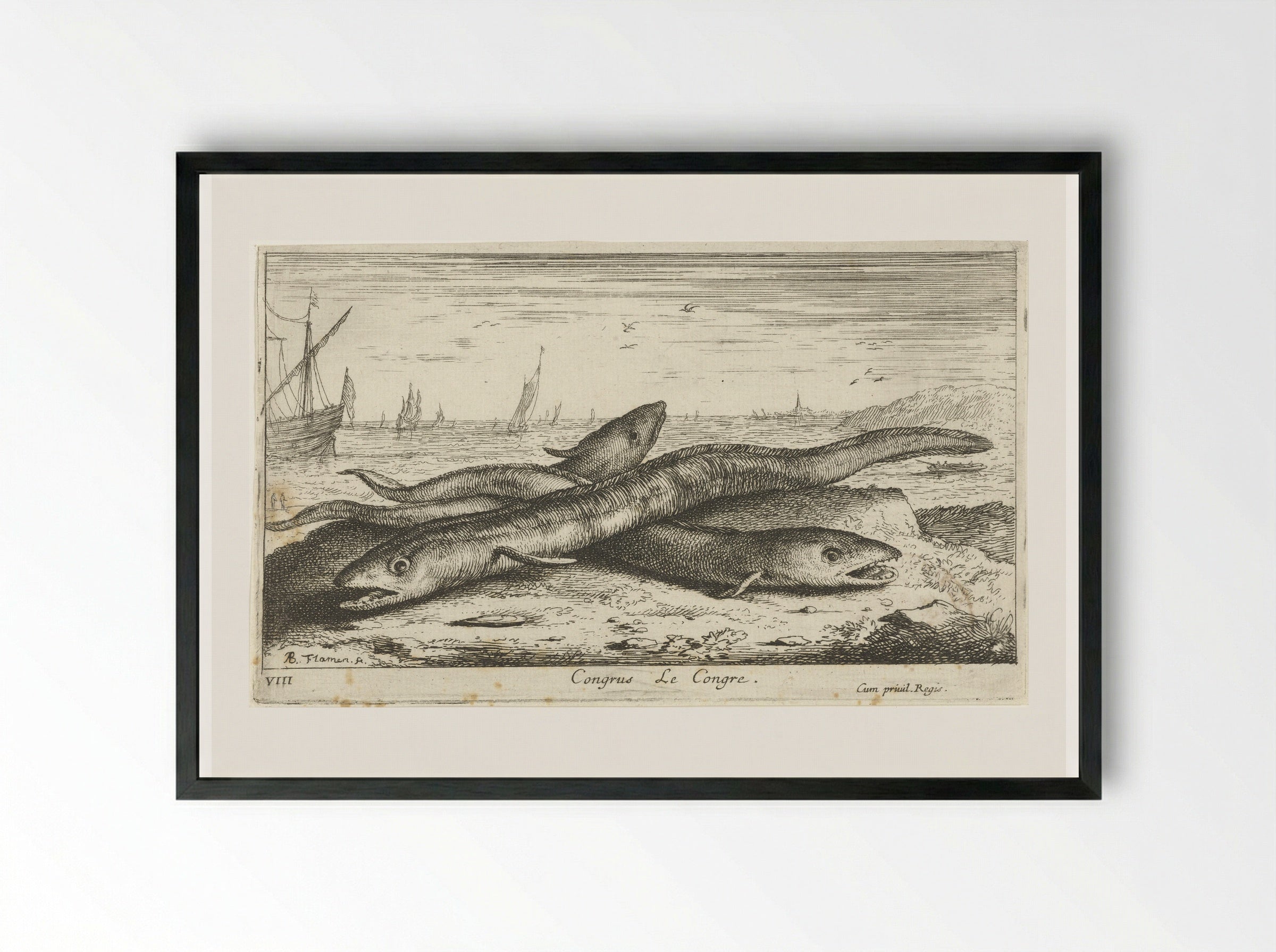 Congrus (Le Congre) - Albert Flamen - Framed Print Black