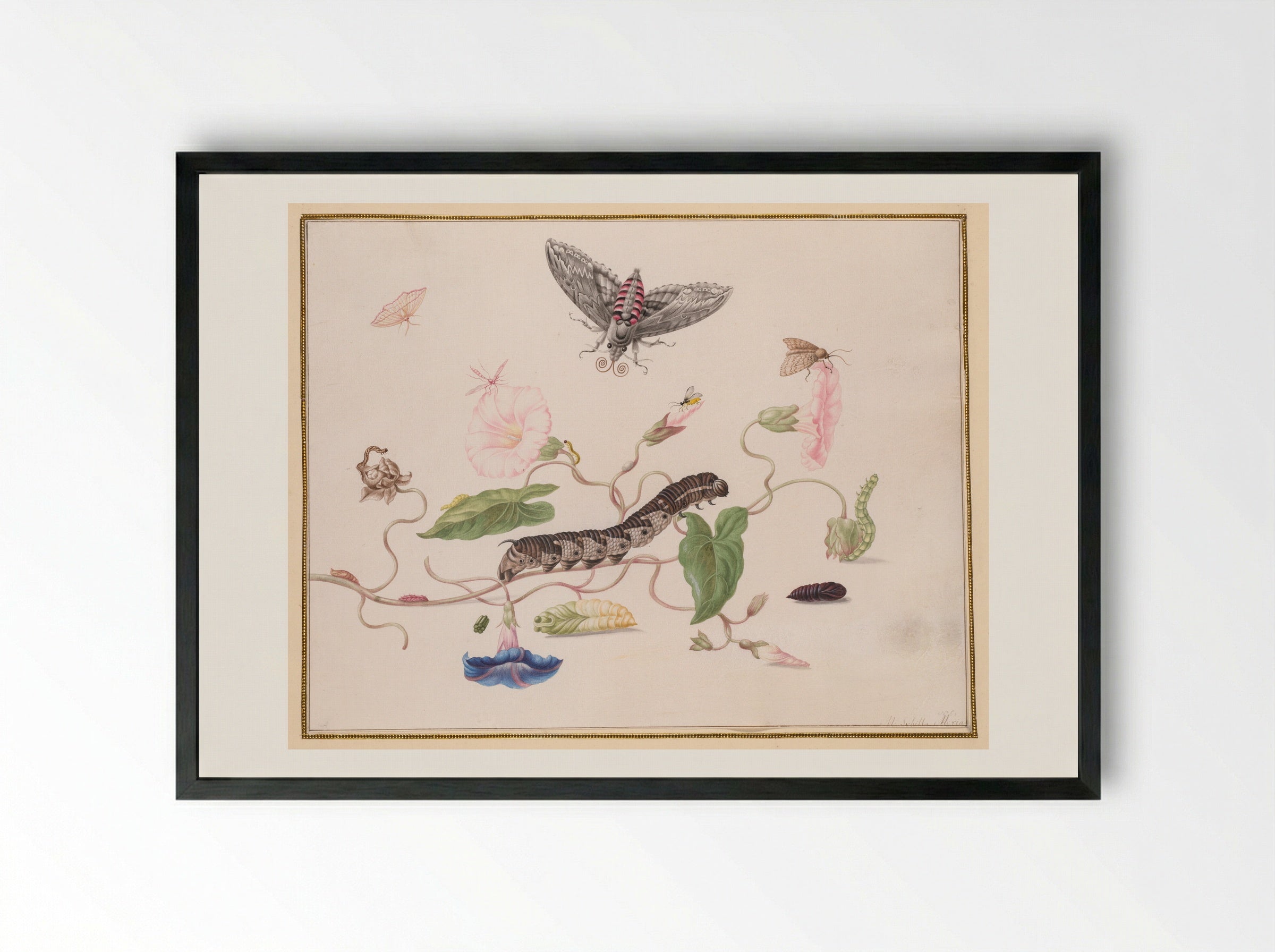 Convolvulus and Metamorphosis of the Convolvulus Hawk Moth - Maria Sibylla Merian - Framed Print Black