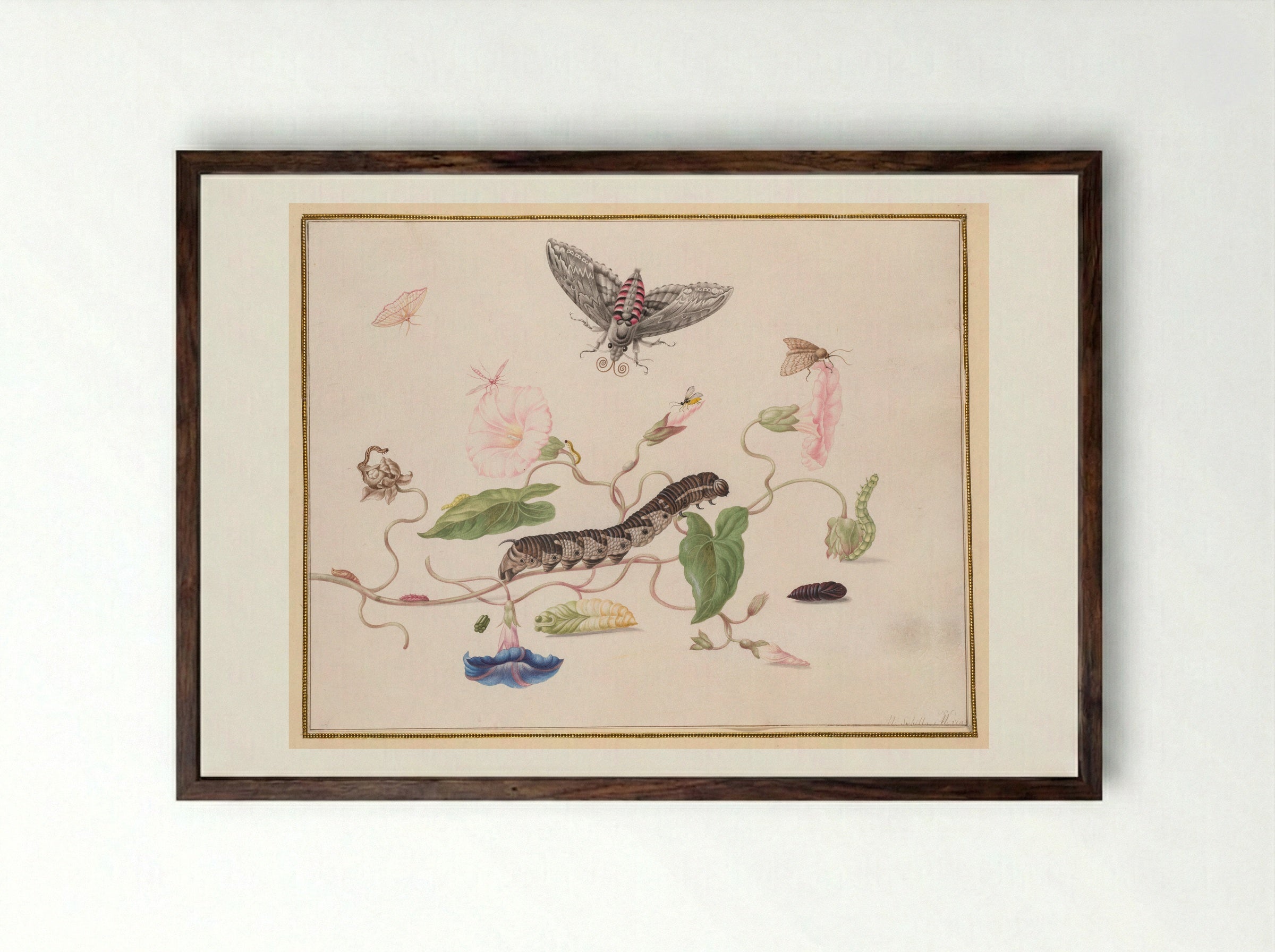 Convolvulus and Metamorphosis of the Convolvulus Hawk Moth - Maria Sibylla Merian - Framed Print Dark Wood