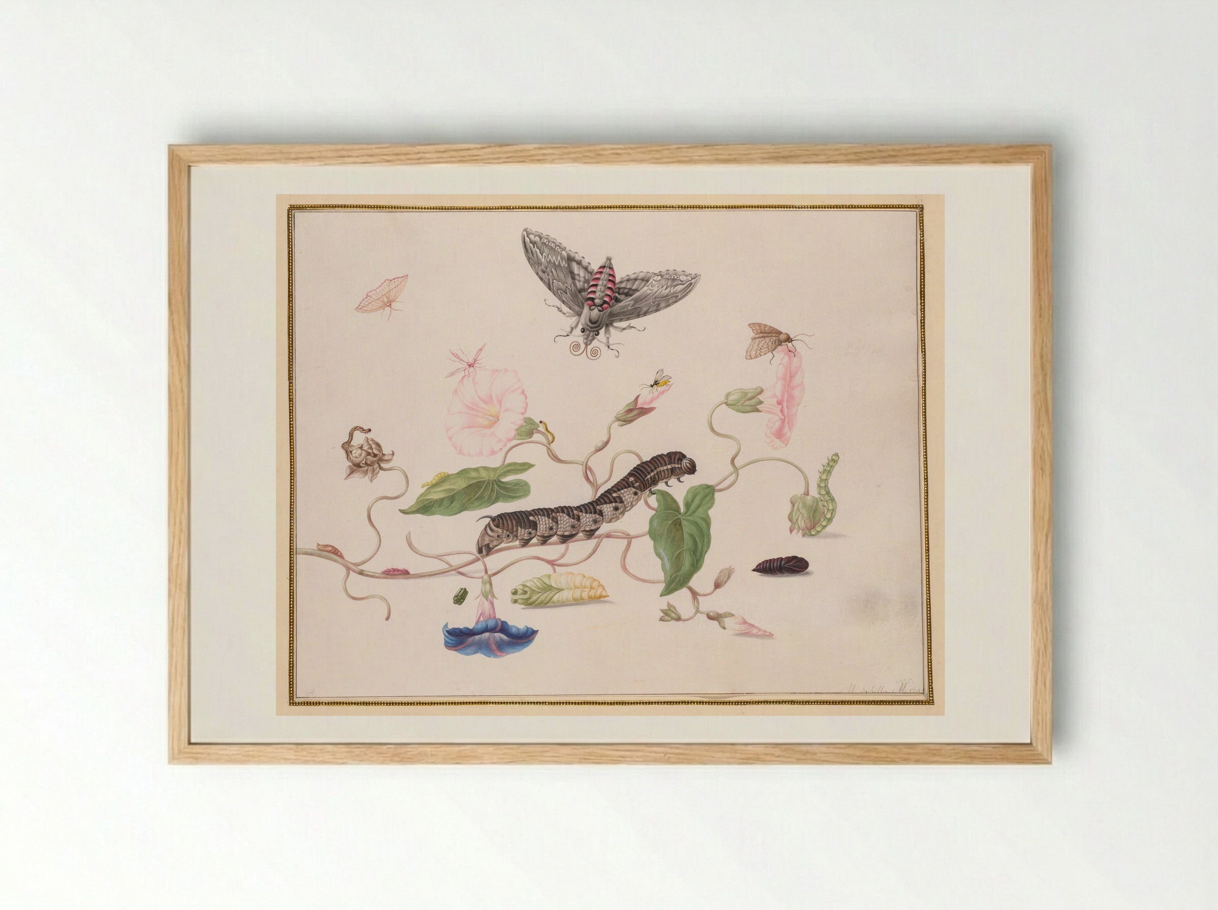 Convolvulus and Metamorphosis of the Convolvulus Hawk Moth - Maria Sibylla Merian - Framed Print Wood