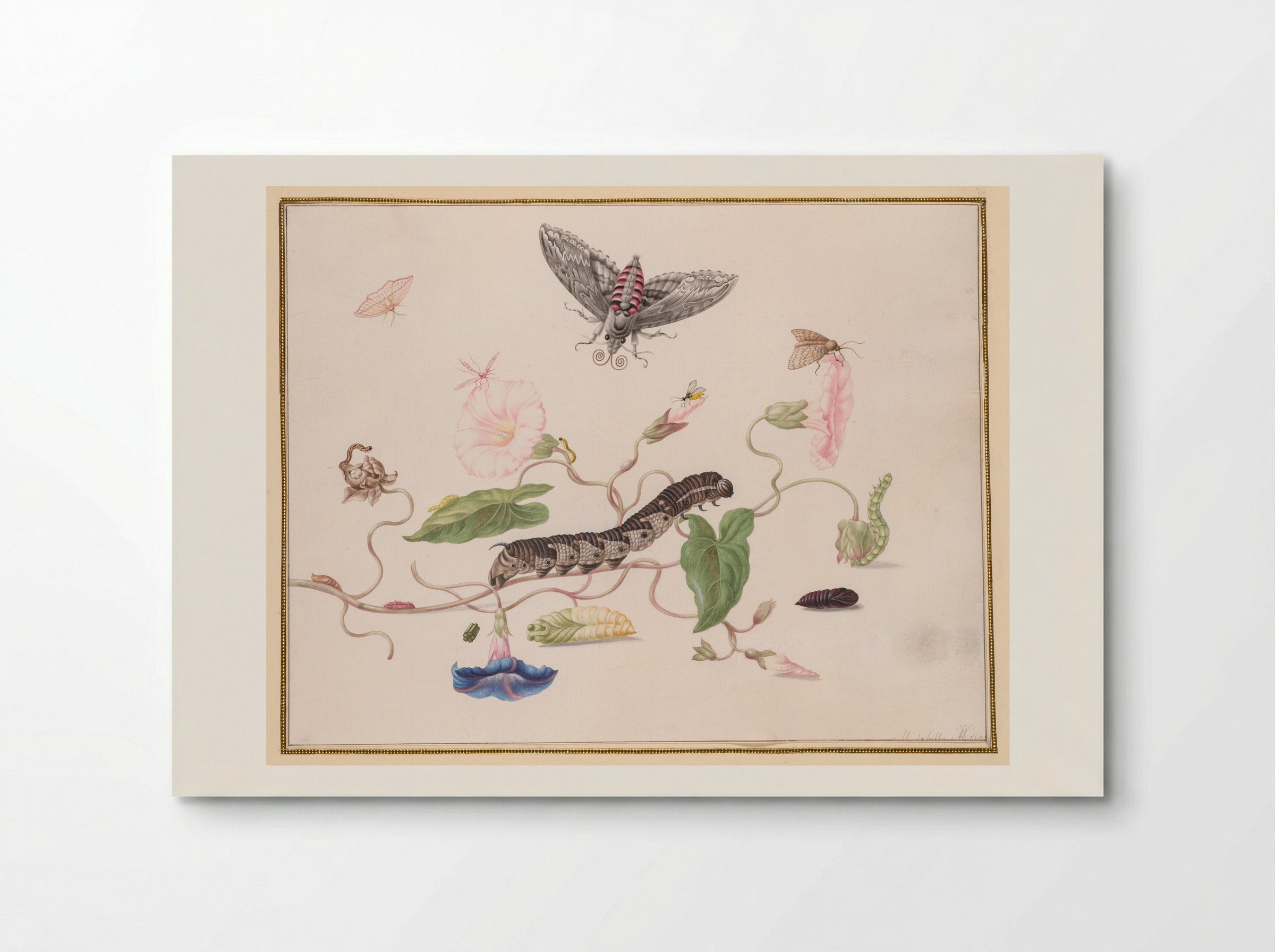 Convolvulus and Metamorphosis of the Convolvulus Hawk Moth - Maria Sibylla Merian - Poster
