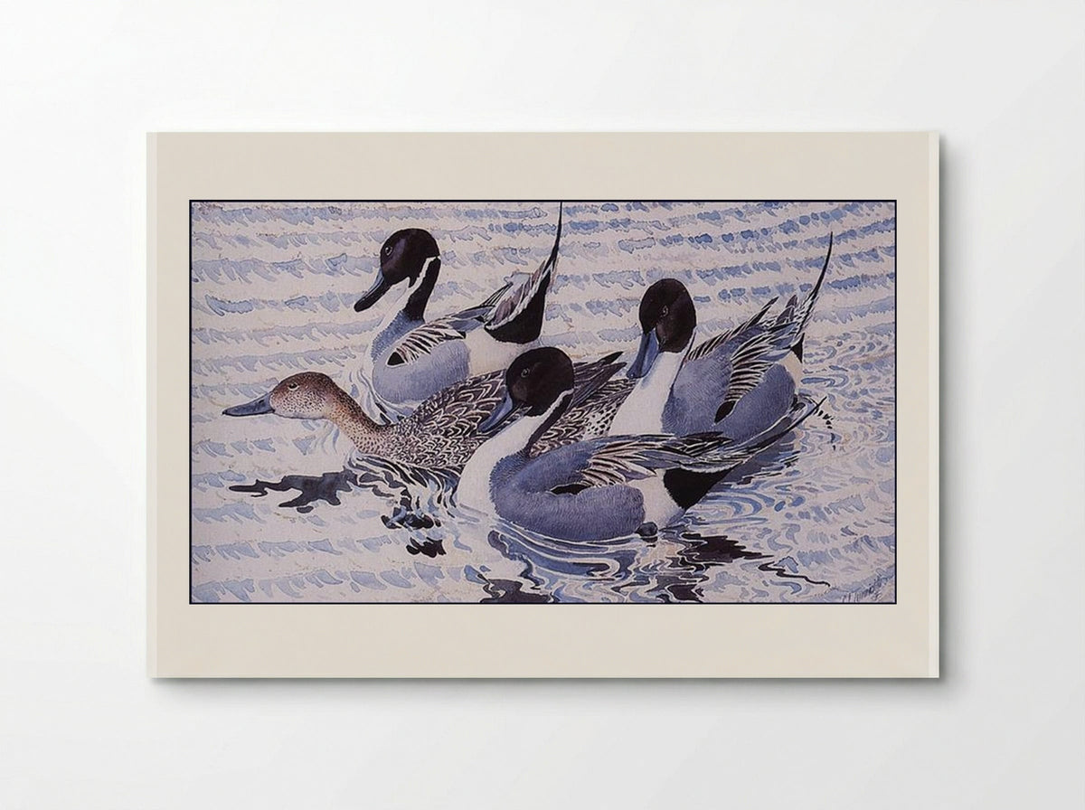 Courting Pintails - Charles Tunnicliffe - Poster