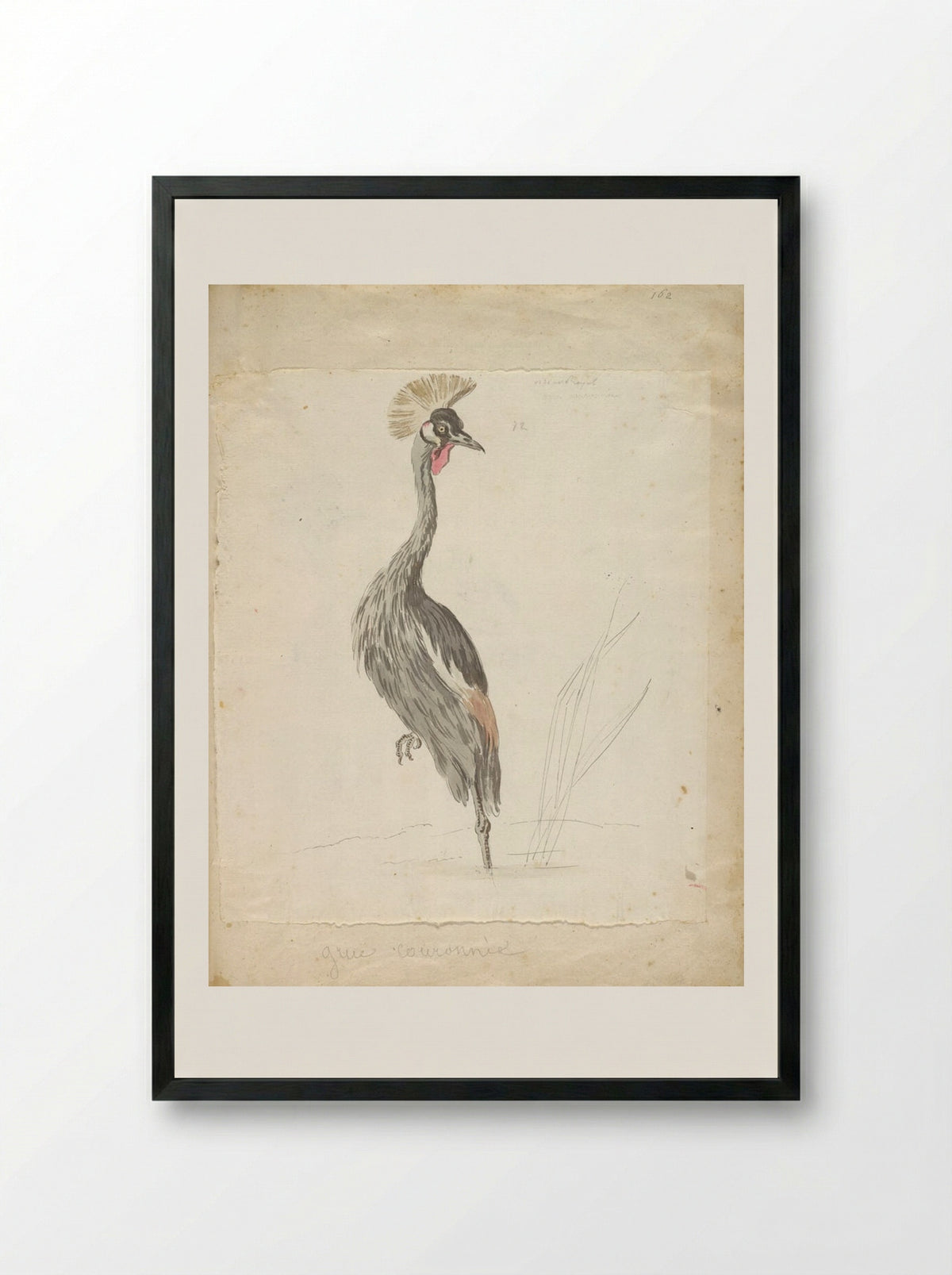 Crane Looking to the Left - Jean-Baptiste Oudry - Framed Print Black