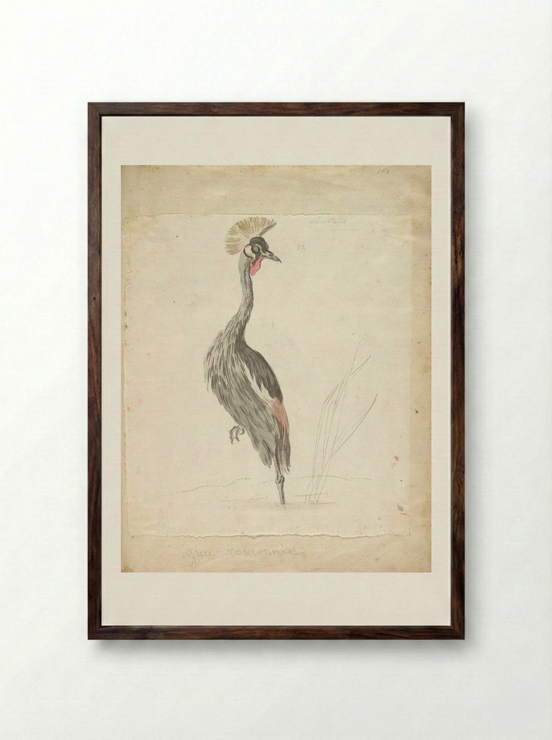 Crane Looking to the Left - Jean-Baptiste Oudry - Framed Print Dark Wood