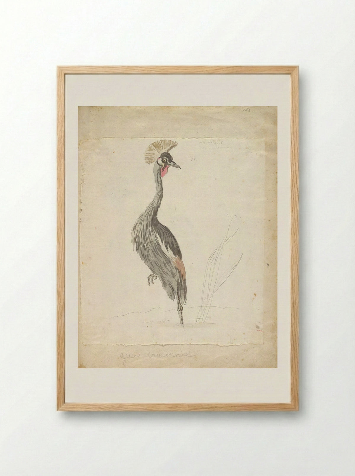 Crane Looking to the Left - Jean-Baptiste Oudry - Framed Print Wood