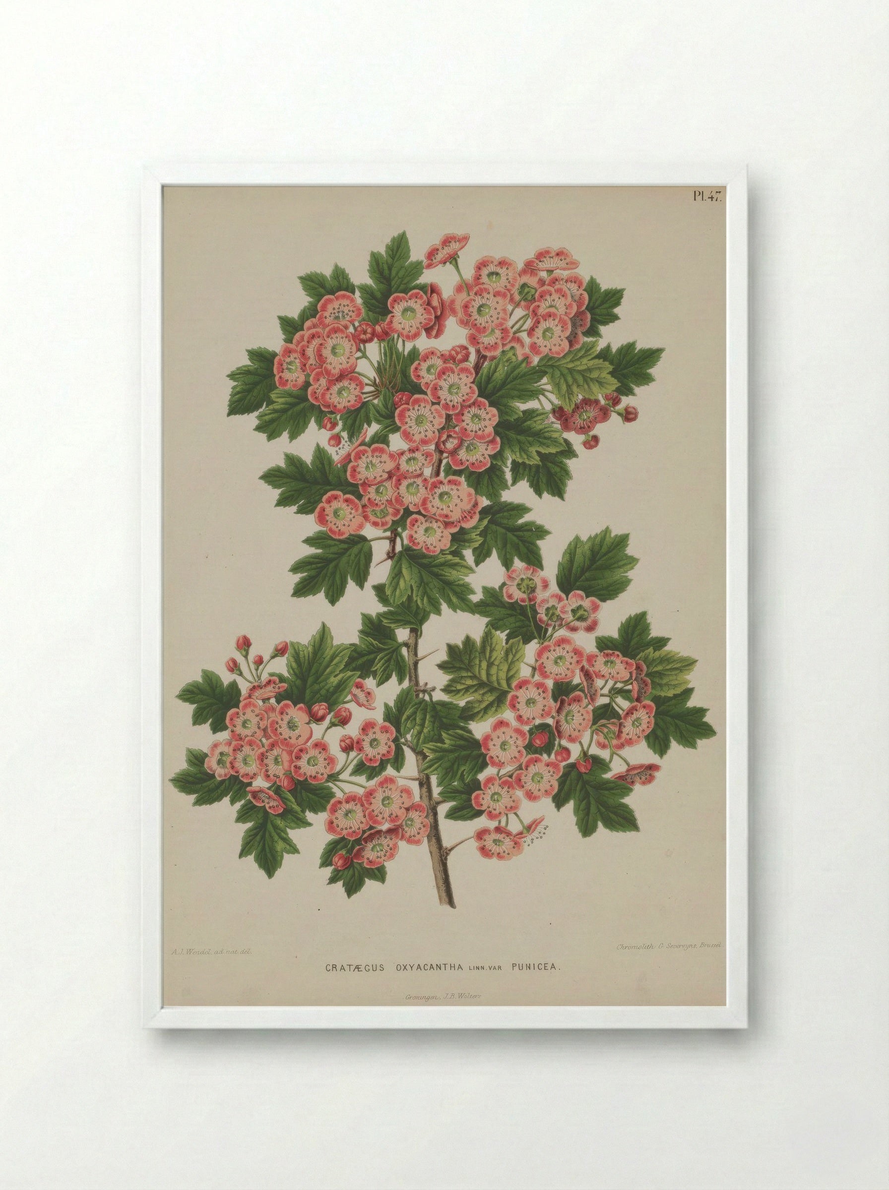 Crataegus Oxyacantha L. - A. J. Wendel - Framed Print White