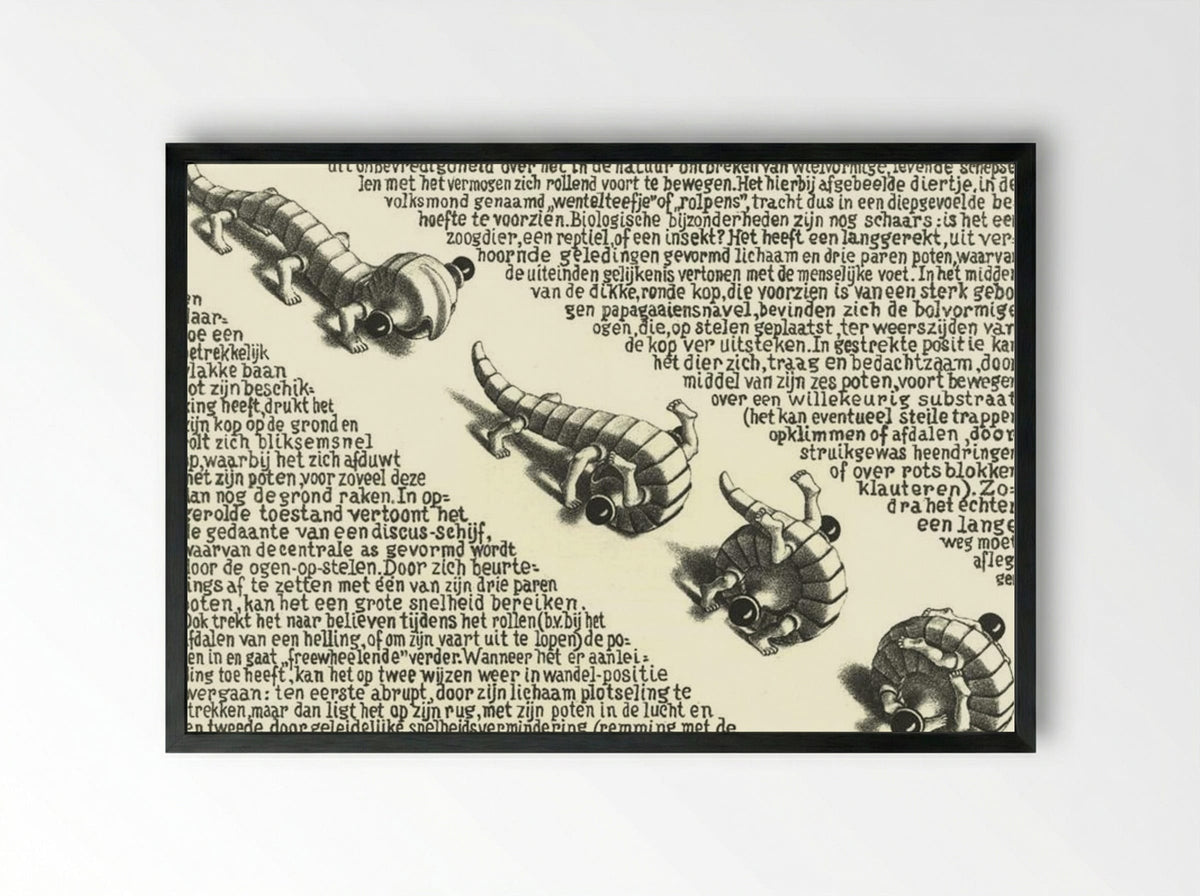 Curl Up (Pedalternorotandomovens) - M.C. Escher - Framed Print Black