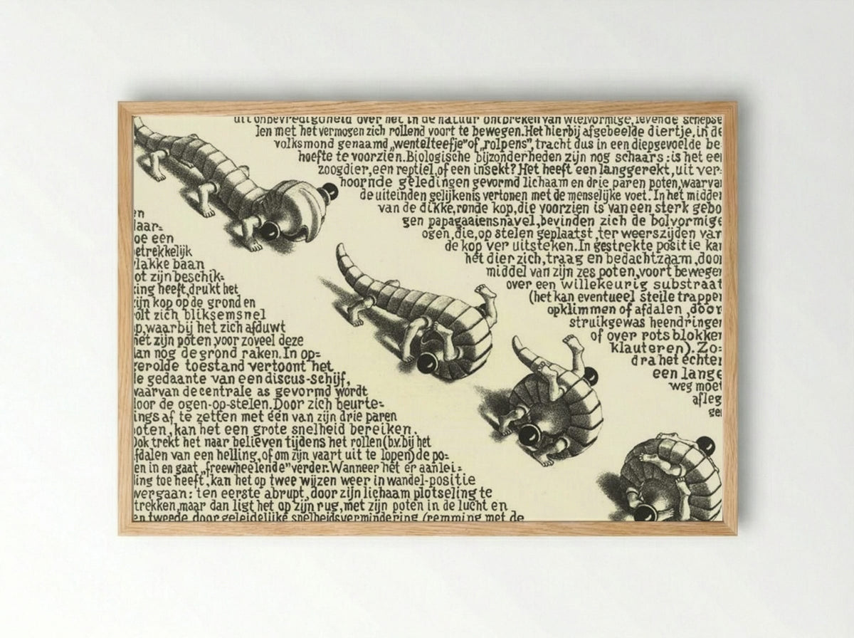 Curl Up (Pedalternorotandomovens) - M.C. Escher - Framed Print Wood