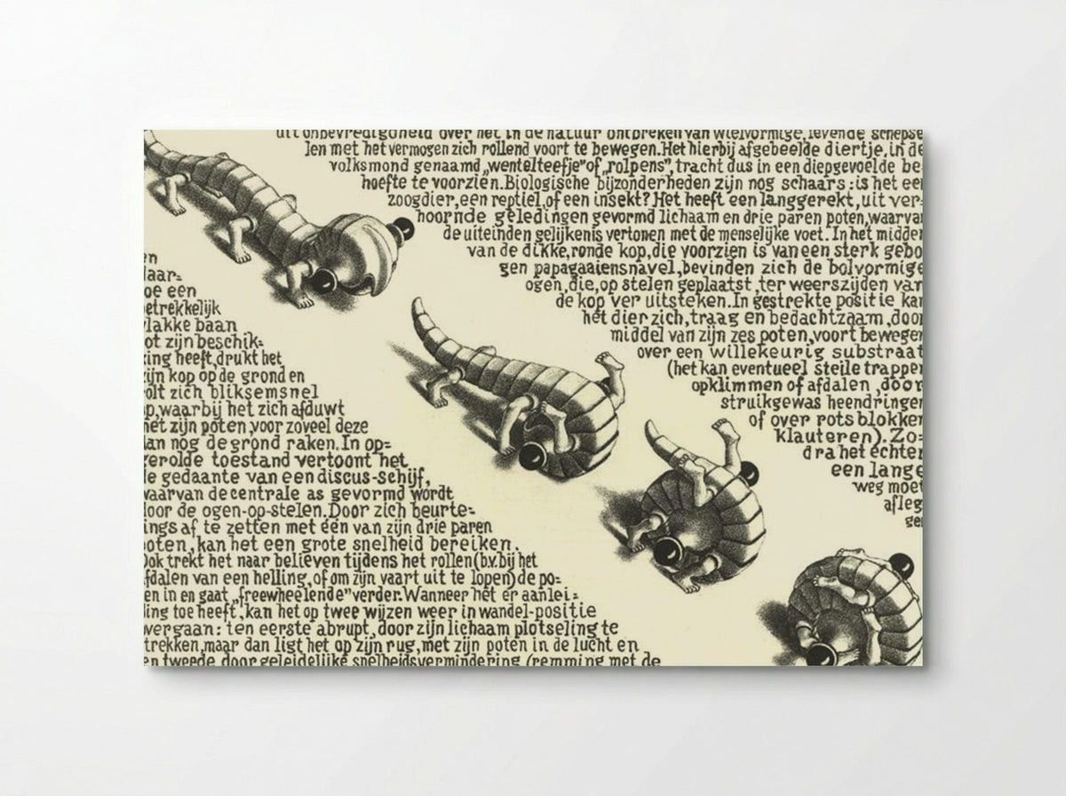Curl Up (Pedalternorotandomovens) - M.C. Escher - Poster