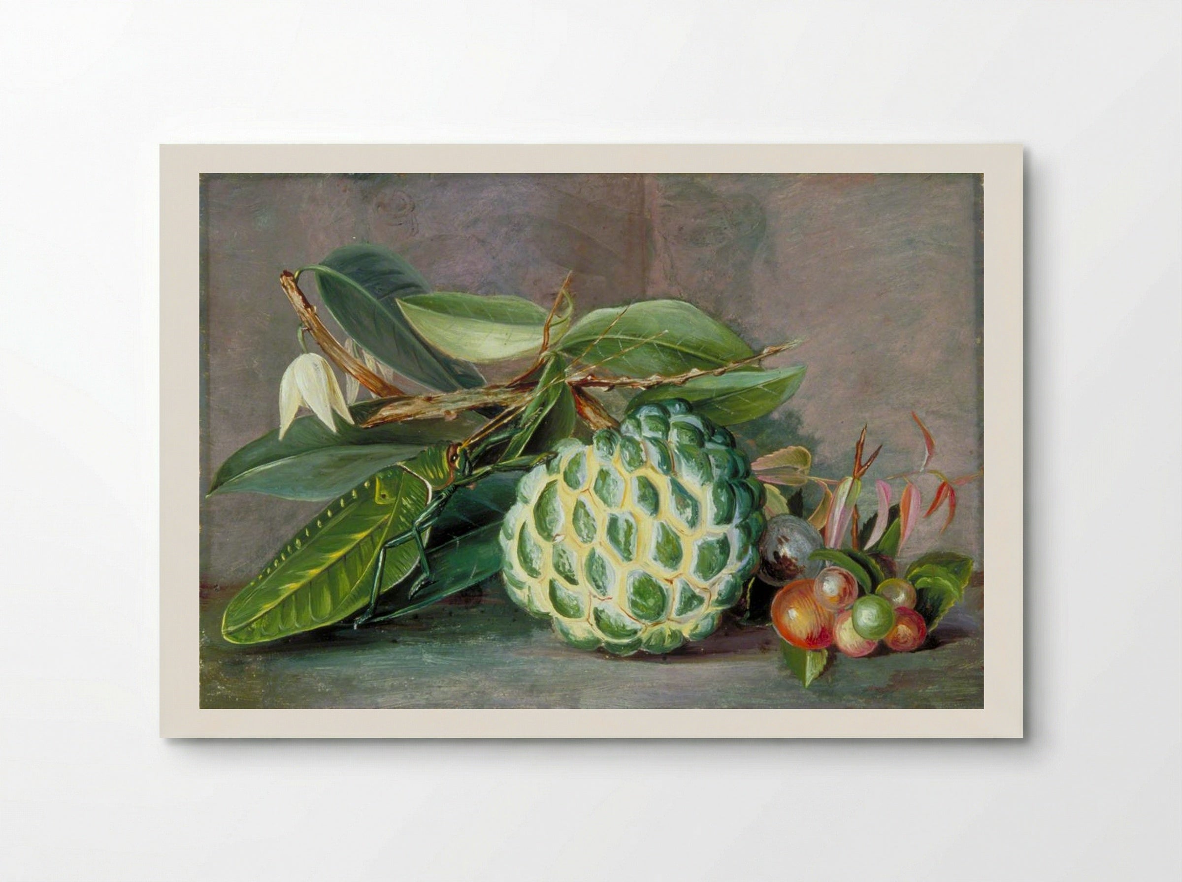 Custard Apple, Native 'Gooseberry' of Sarawak, and Leaf Locust - Marianne North - Poster